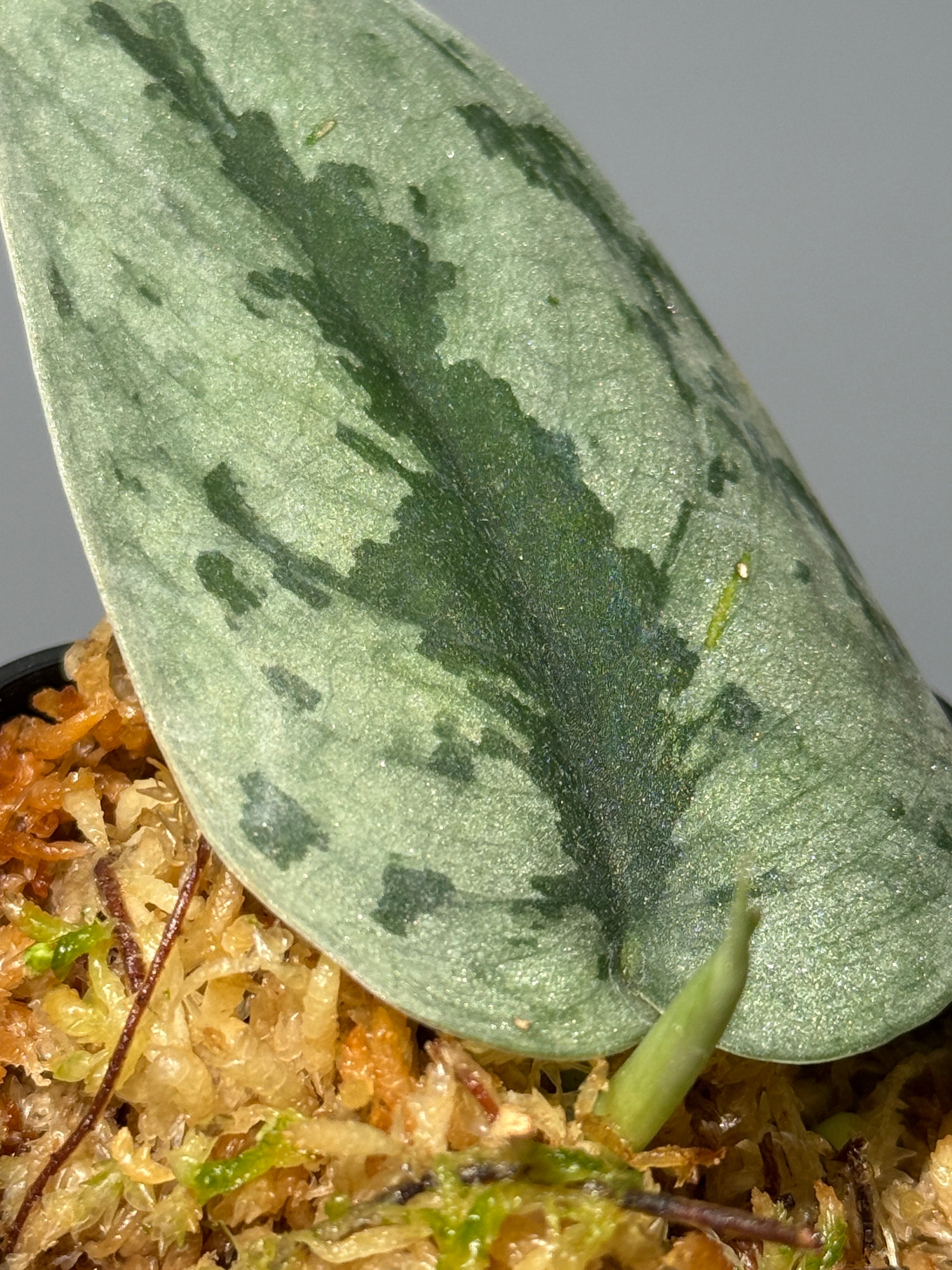 スキンダプサス Sp. イロコス / Scindapsus Sp.ilocos (1)