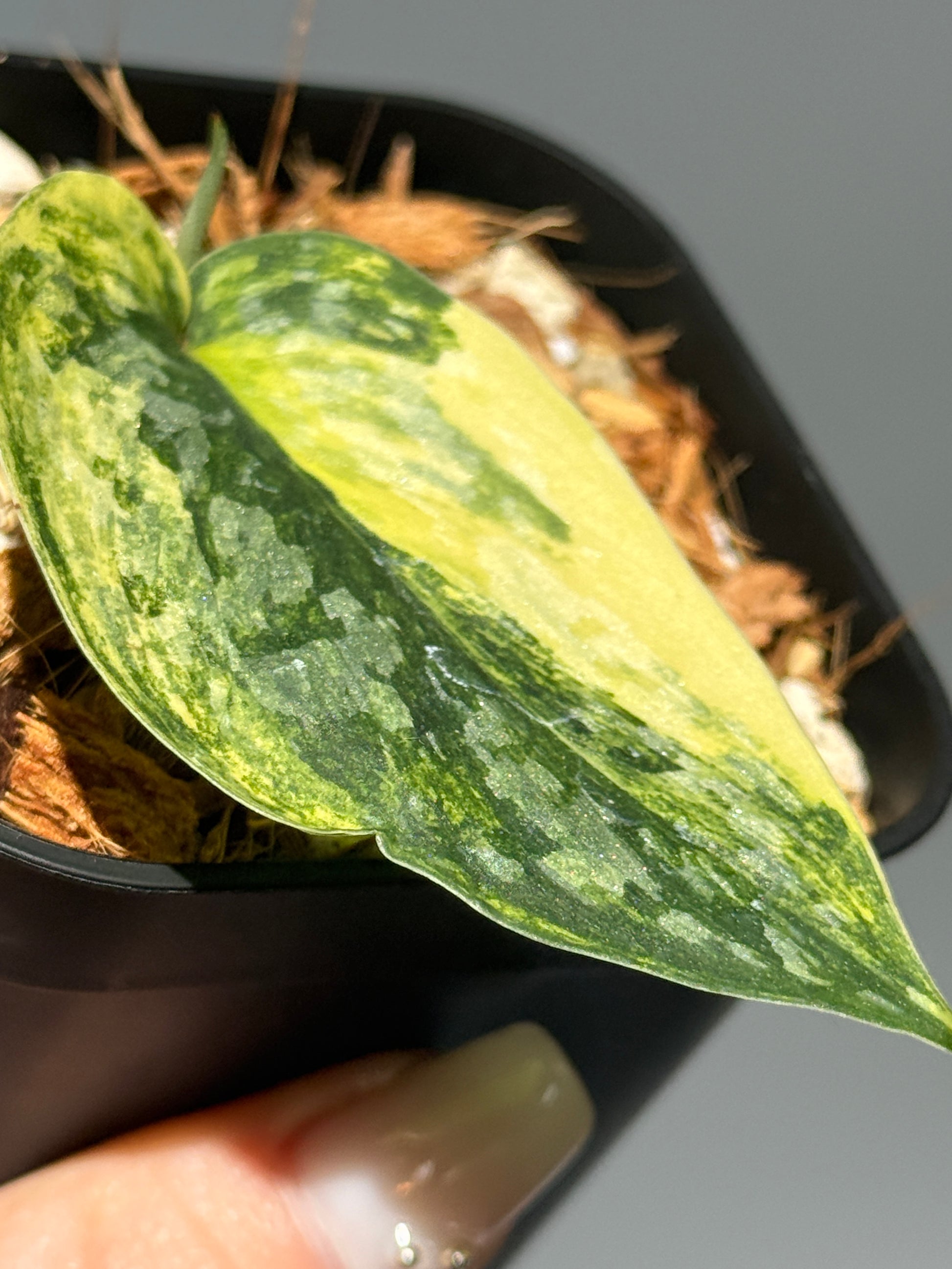 スキンダプサス ラジャタプラ  / Scindapsus Rajatapura (1)