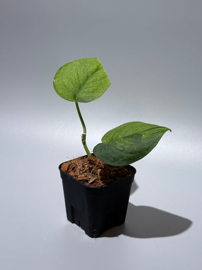 スキンダプサス レオパード グリーンオングリーン / Scindapsus Leopard GOG (1)