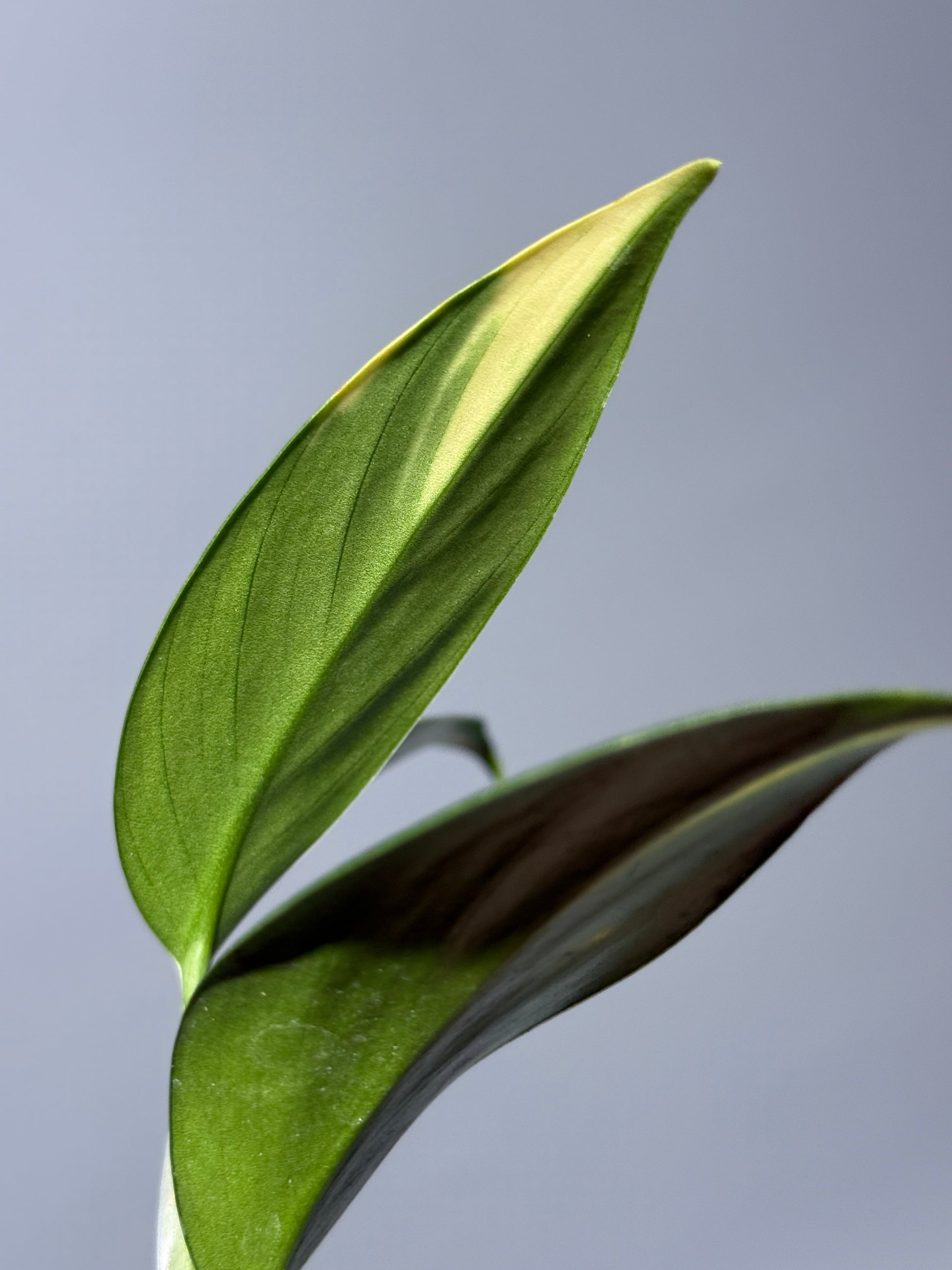 スキンダプサス コリアセウス イエロー / Scindapsus coriaceus yellow (1)