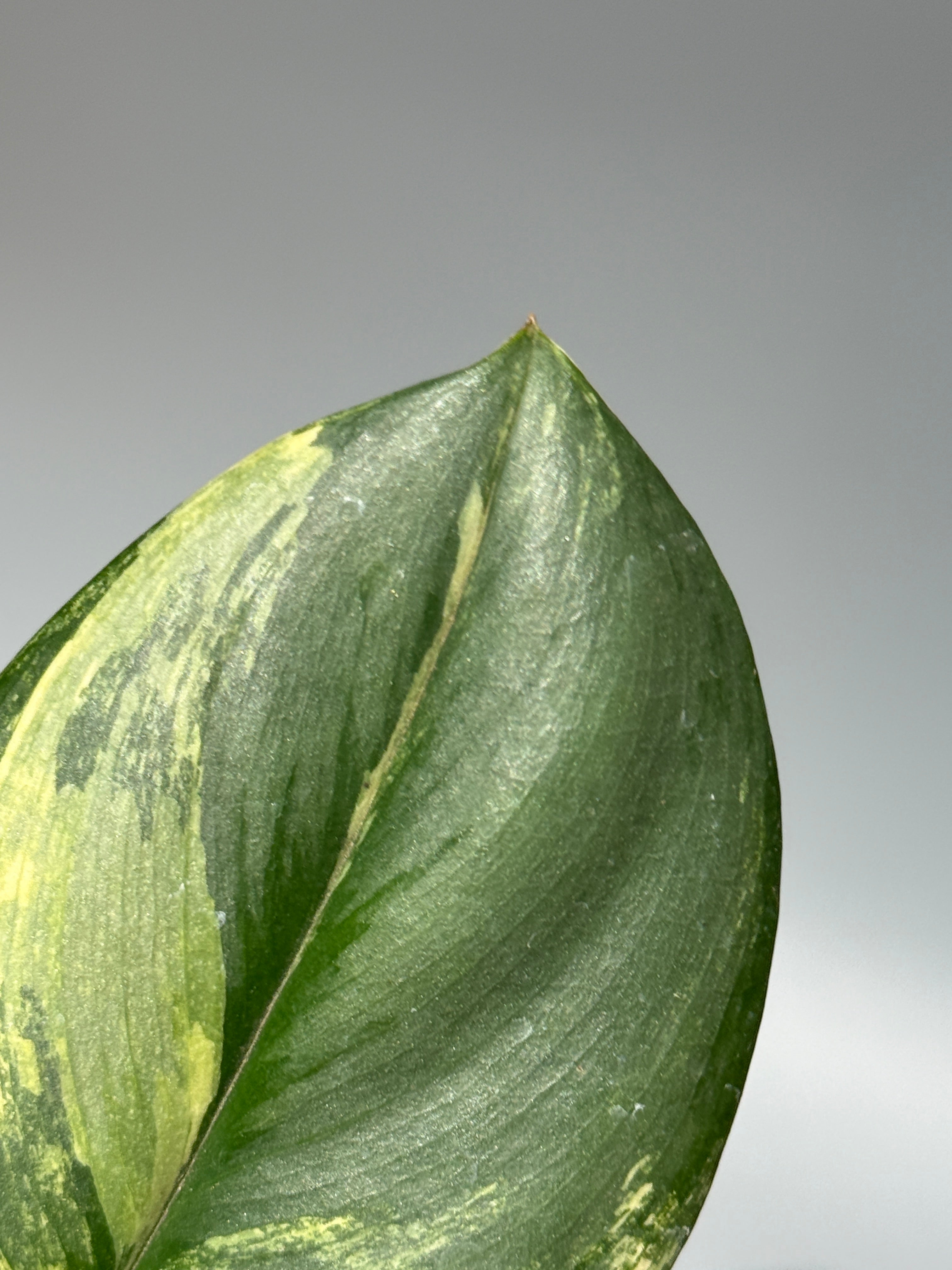 All Plants – Nakayama-Plants