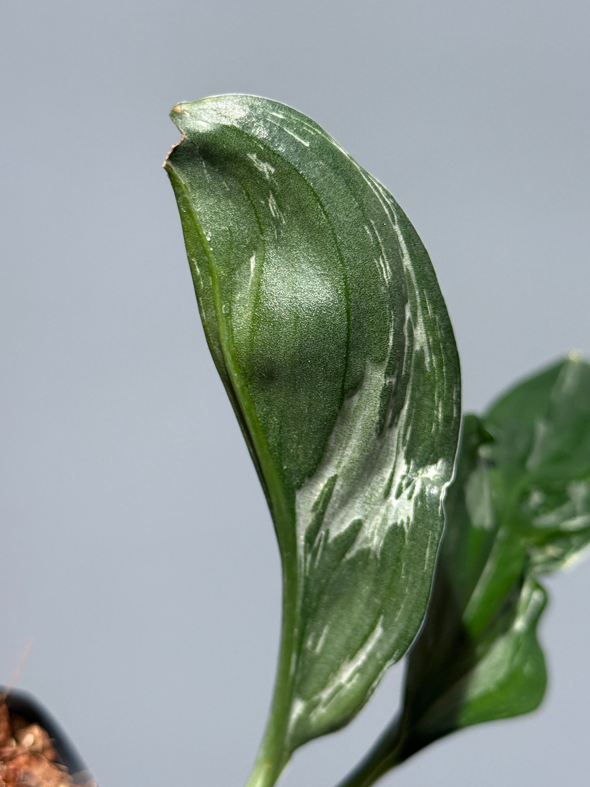 スキンダプサス トレビー ダークフォーム ミューテーション/Scindapsus Treubii darkform mutation (2)