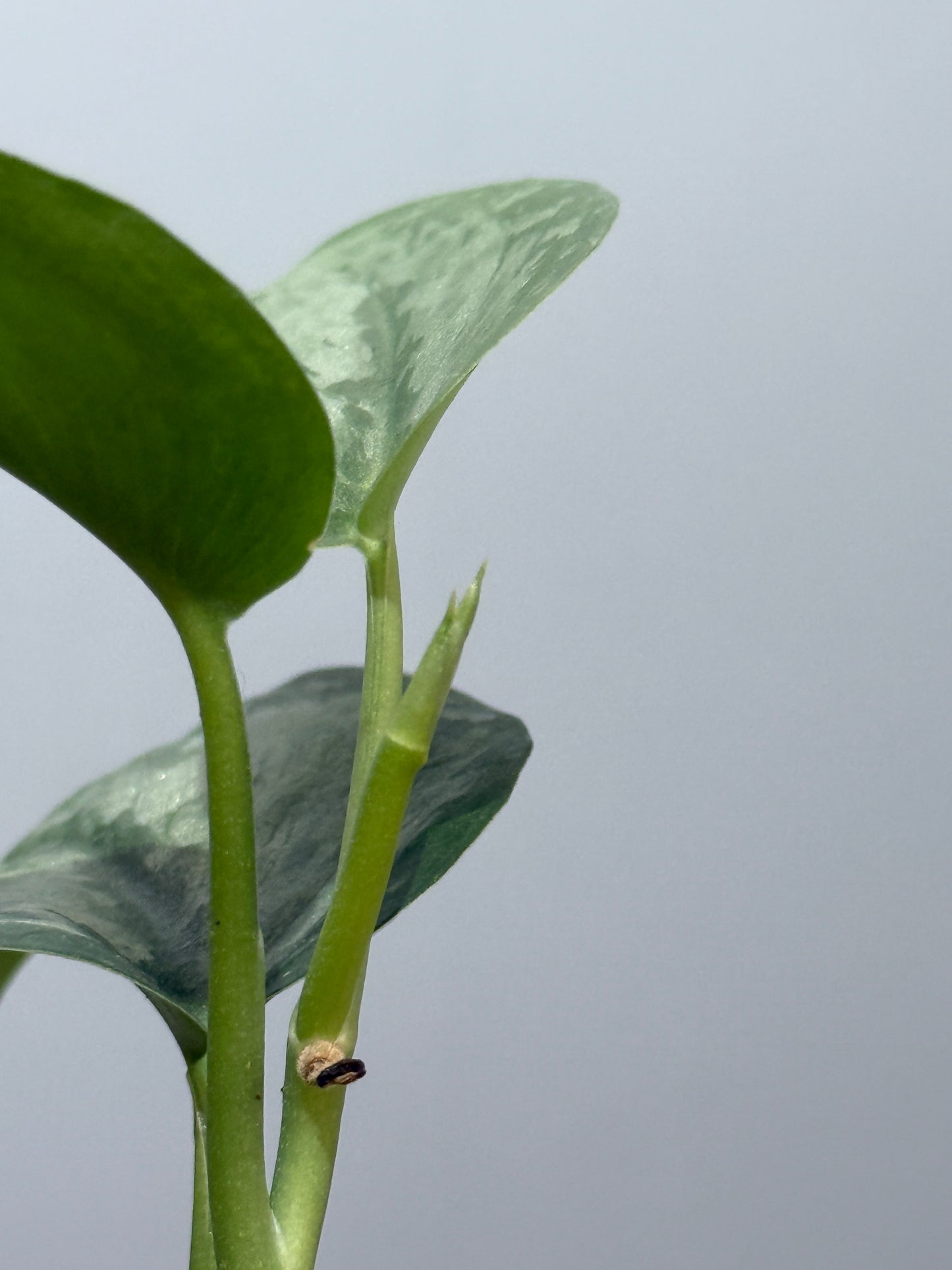 スキンダプサス ダーク クラウド Sp. ボルネオ / Scindapsus Dark cloud Sp. borneo (2)