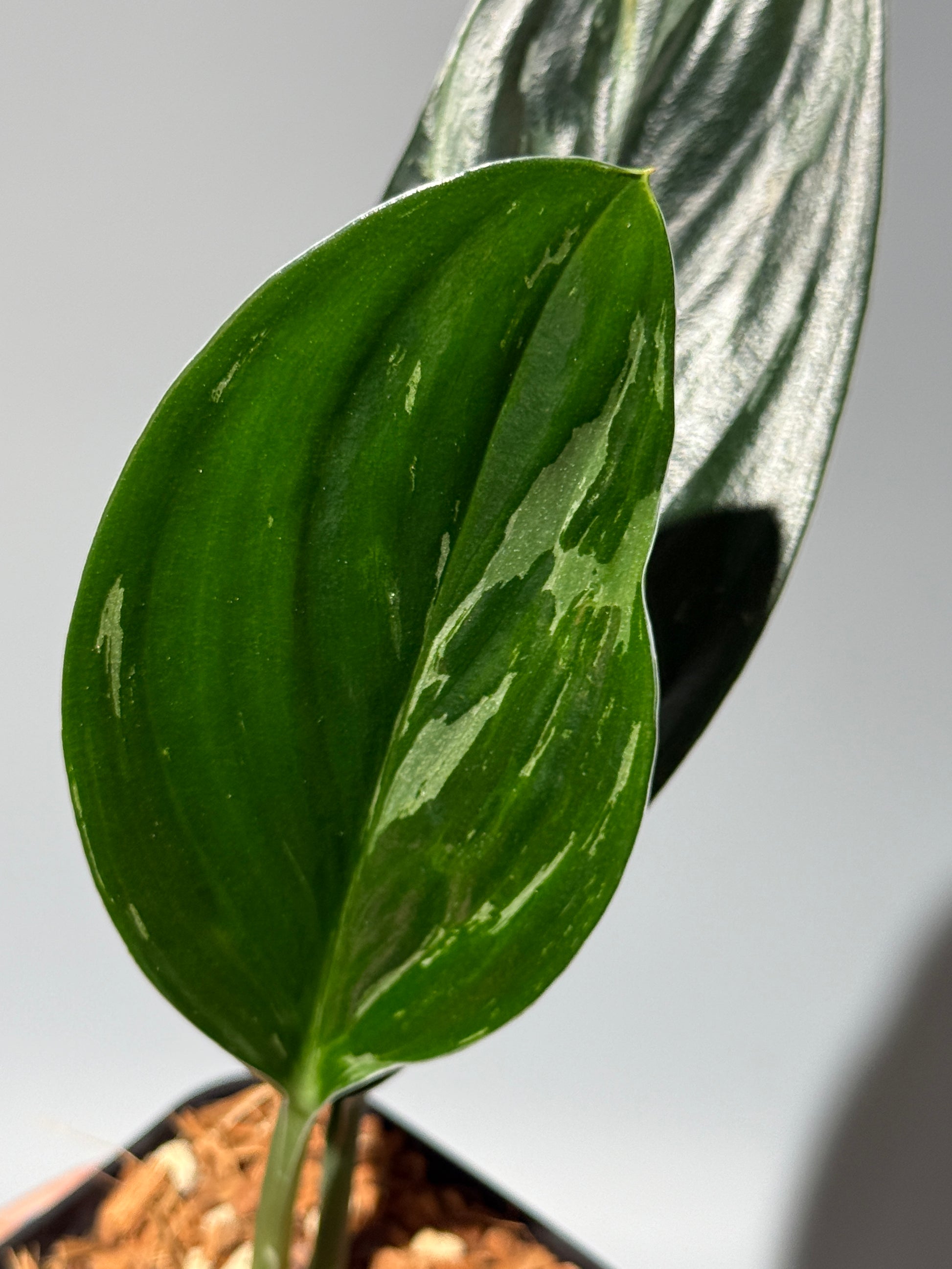 スキンダプサス トレビー ダークフォーム ミューテーション/Scindapsus Treubii darkform mutation (1)