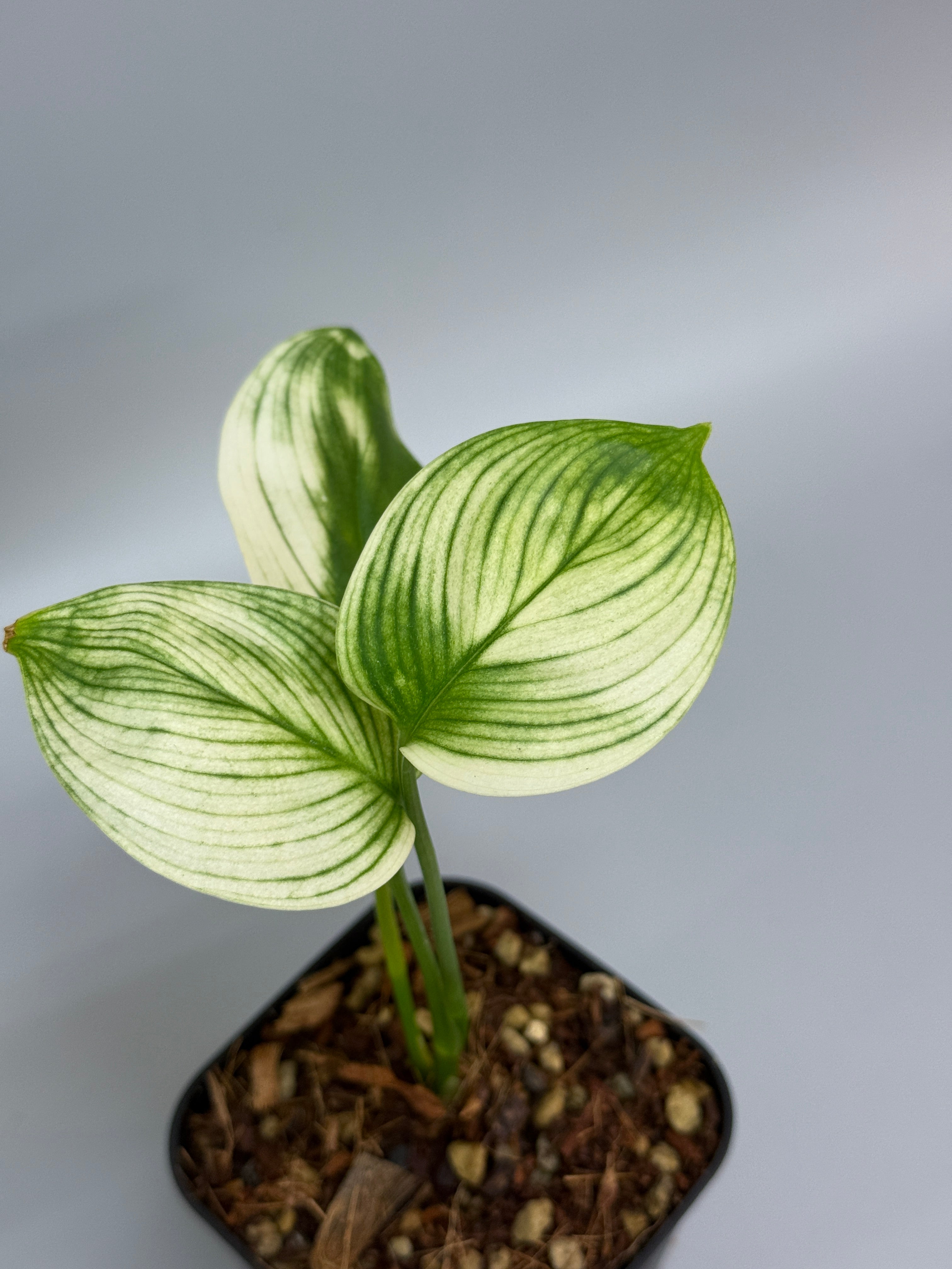 スキンダプサス ホワイトモンスター / Scindapsus whitemonster (3