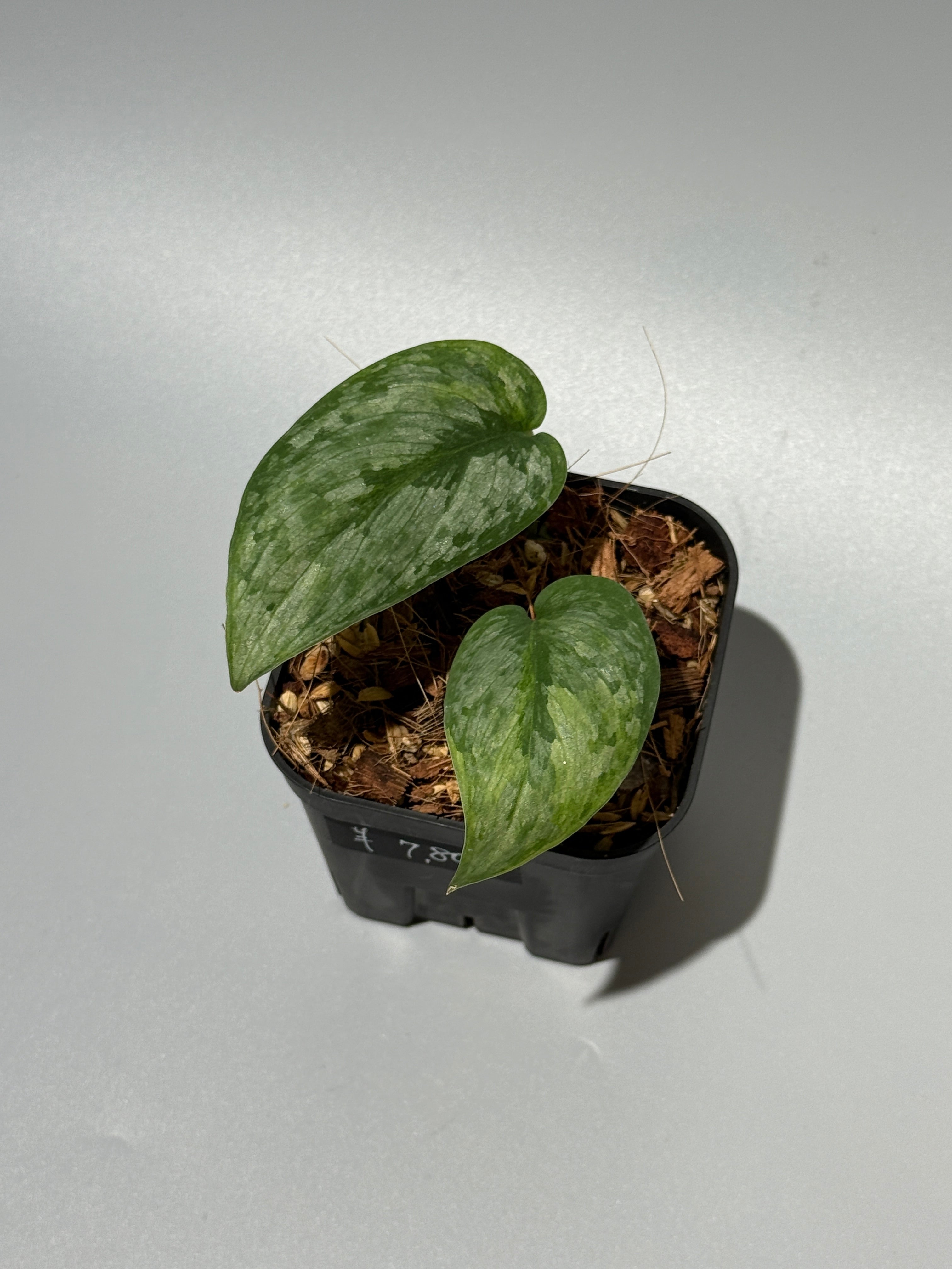 商品 – Page 3 – Nakayama-Plants