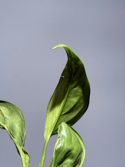 スキンダプサス ペラケンシス ブルーラバ / Scindapsus Perakensis blue lava (1)