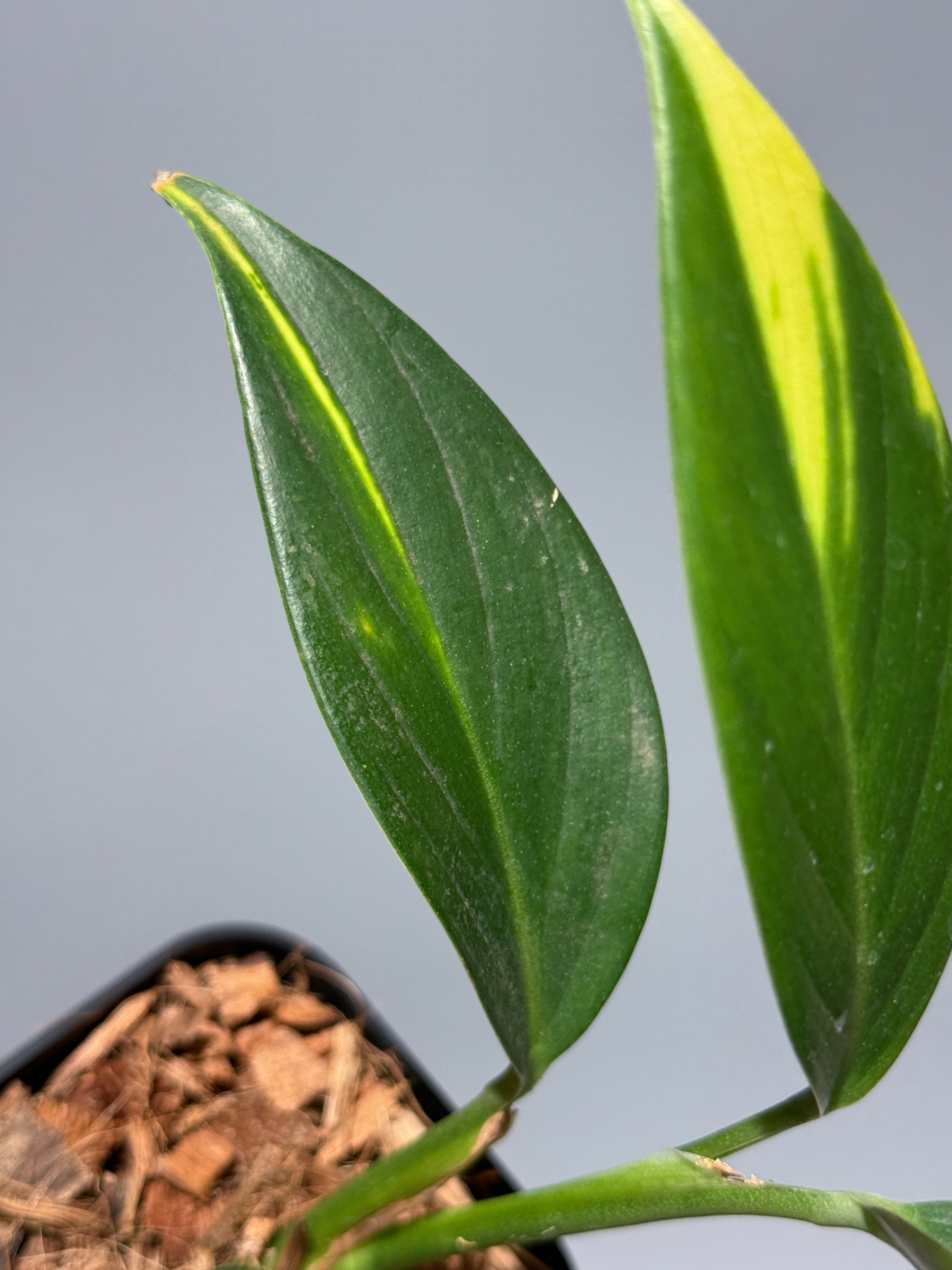 スキンダプサス コリアセウス イエロー / Scindapsus coriaceus yellow (1)