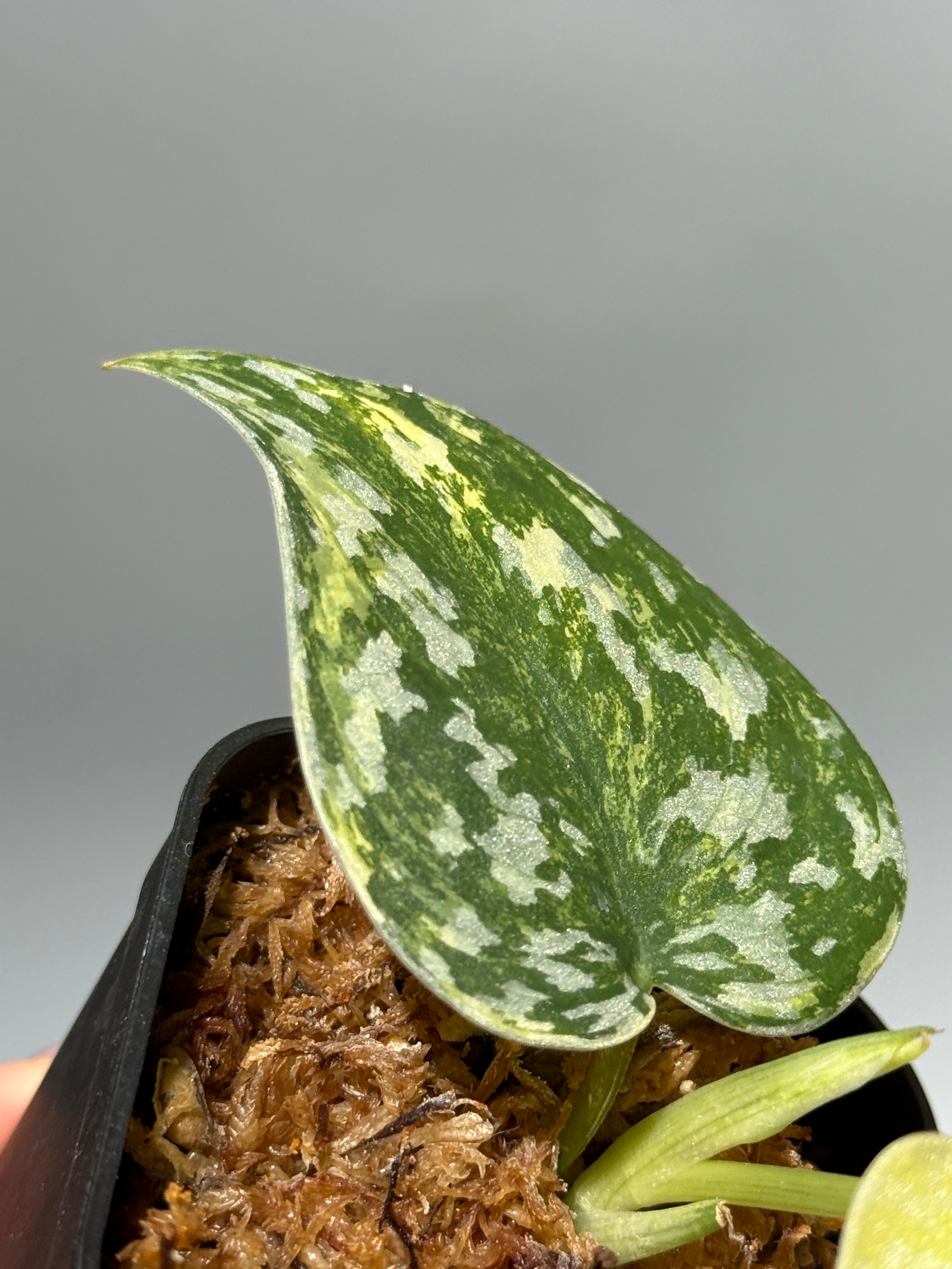All Plants – Nakayama-Plants
