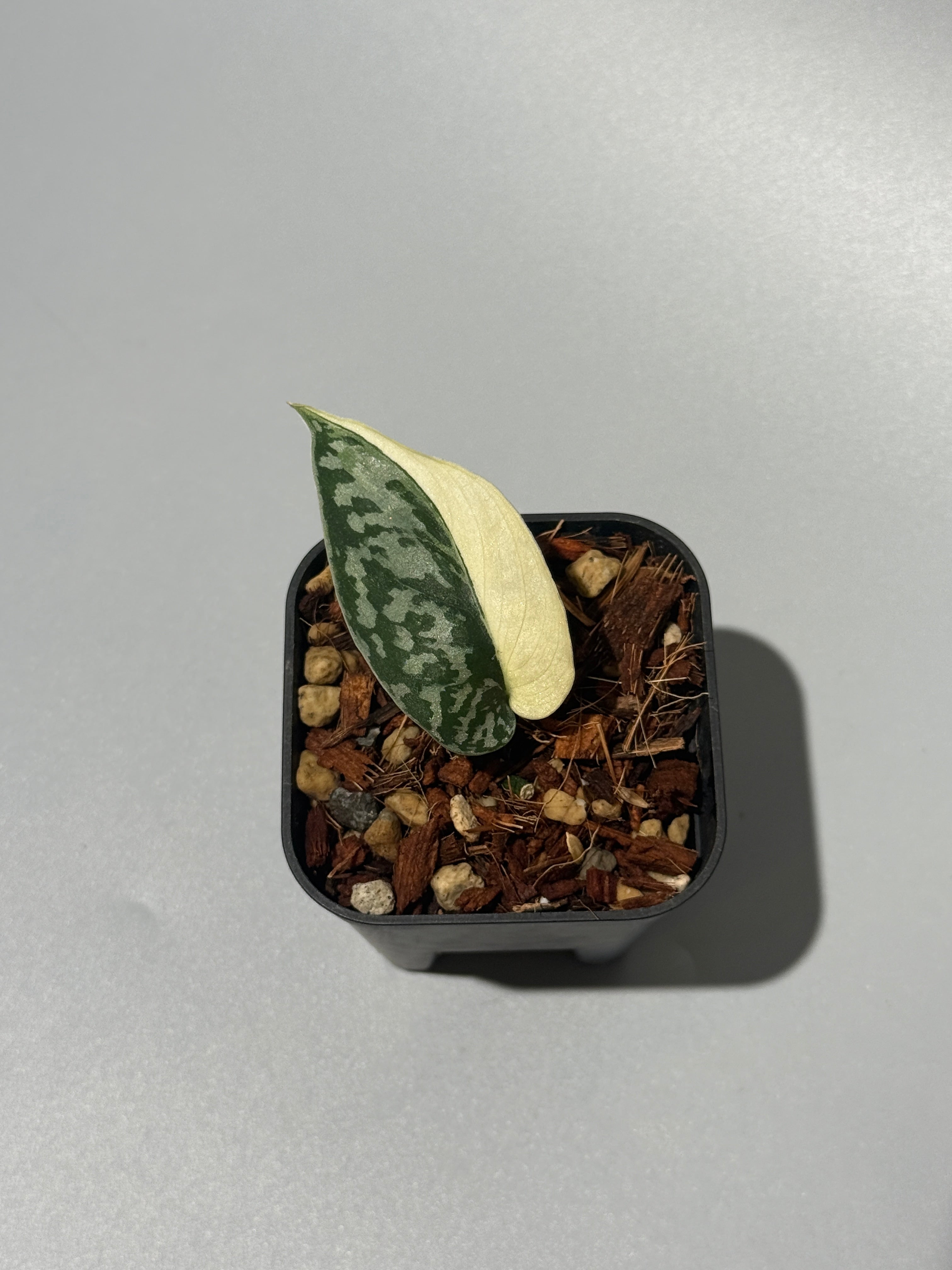 All Plants – Nakayama-Plants
