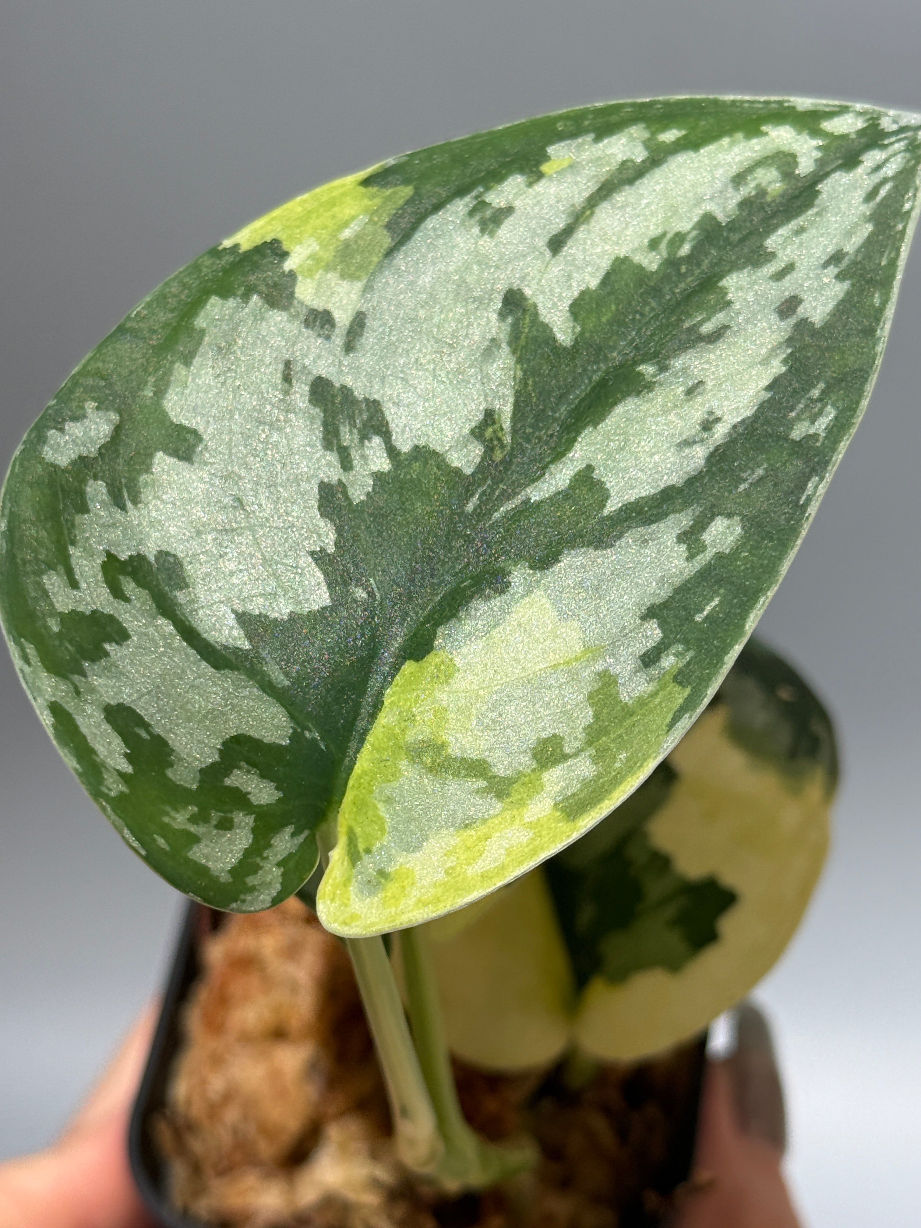 スキンダプサス マハリカ / Scindapsus maharlika (1) – Nakayama-Plants