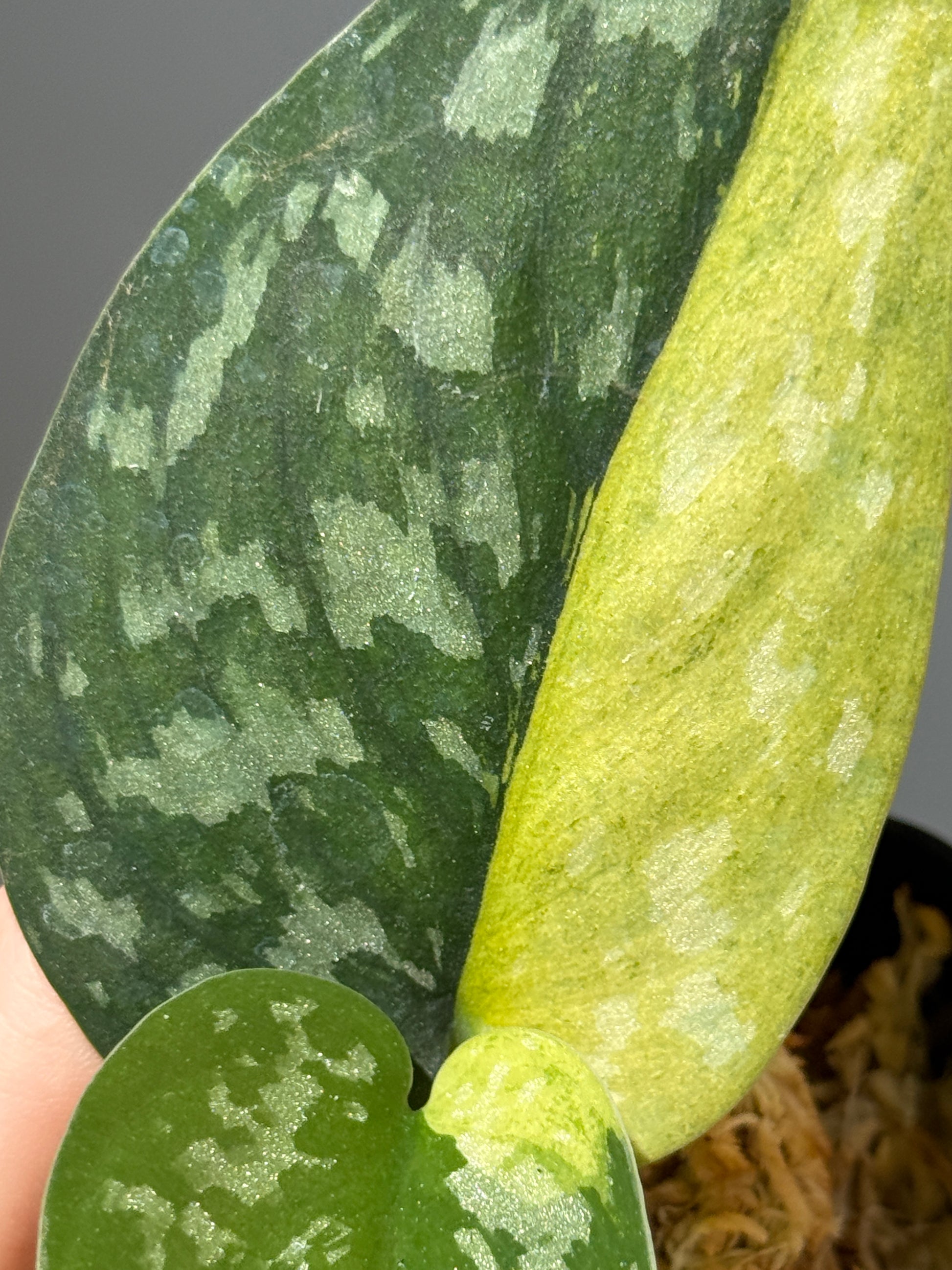 スキンダプサス マッチャ / Scindapsus matcha (1)