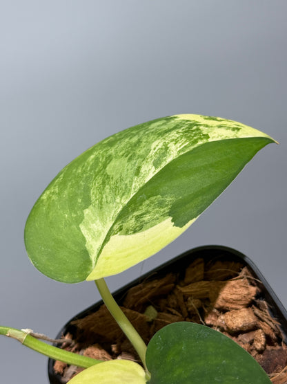 スキンダプサス ジェイドサテン オーレア  / Scindapsus jadesatin aurea (1)