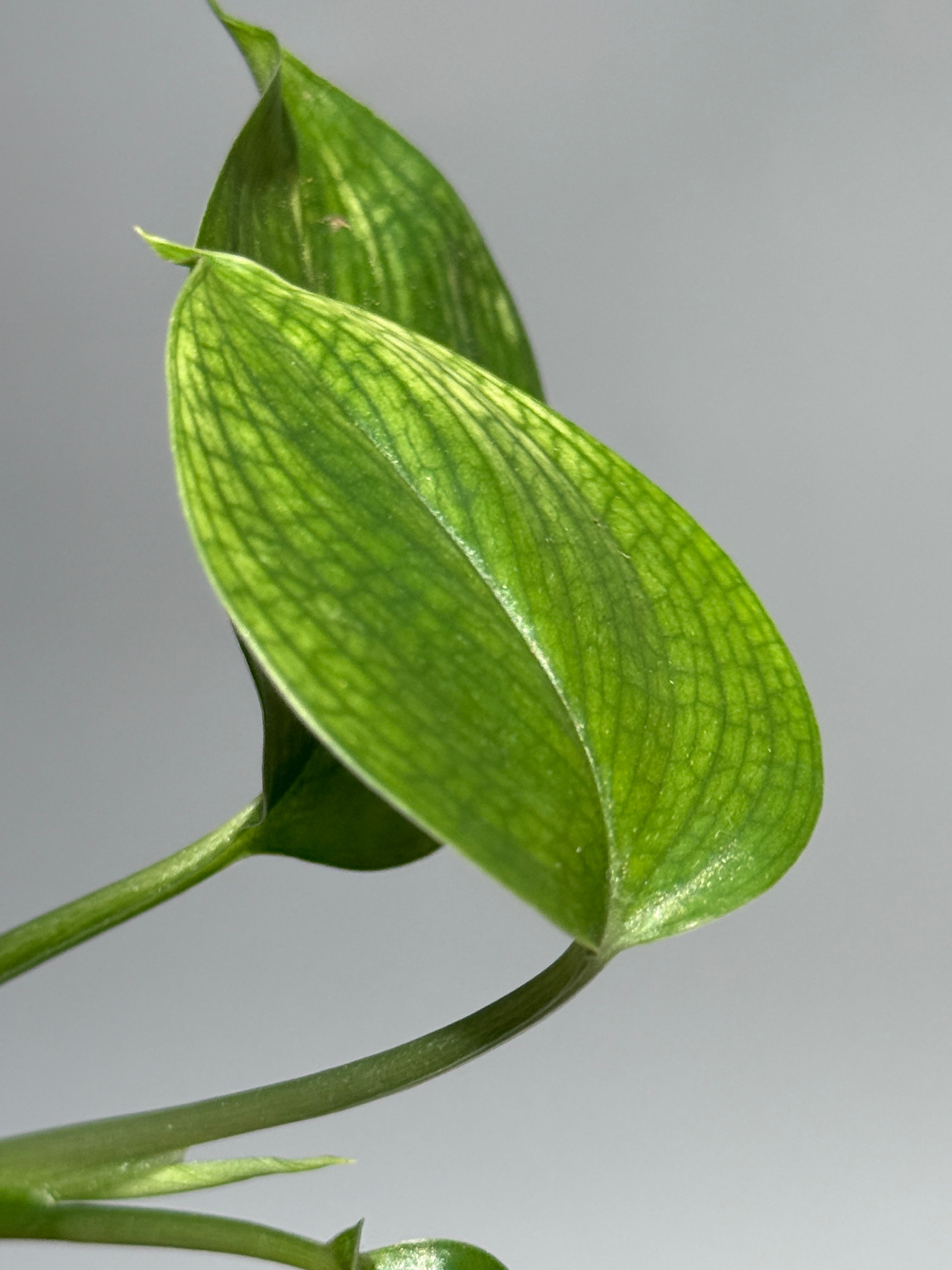 商品 – Page 3 – Nakayama-Plants