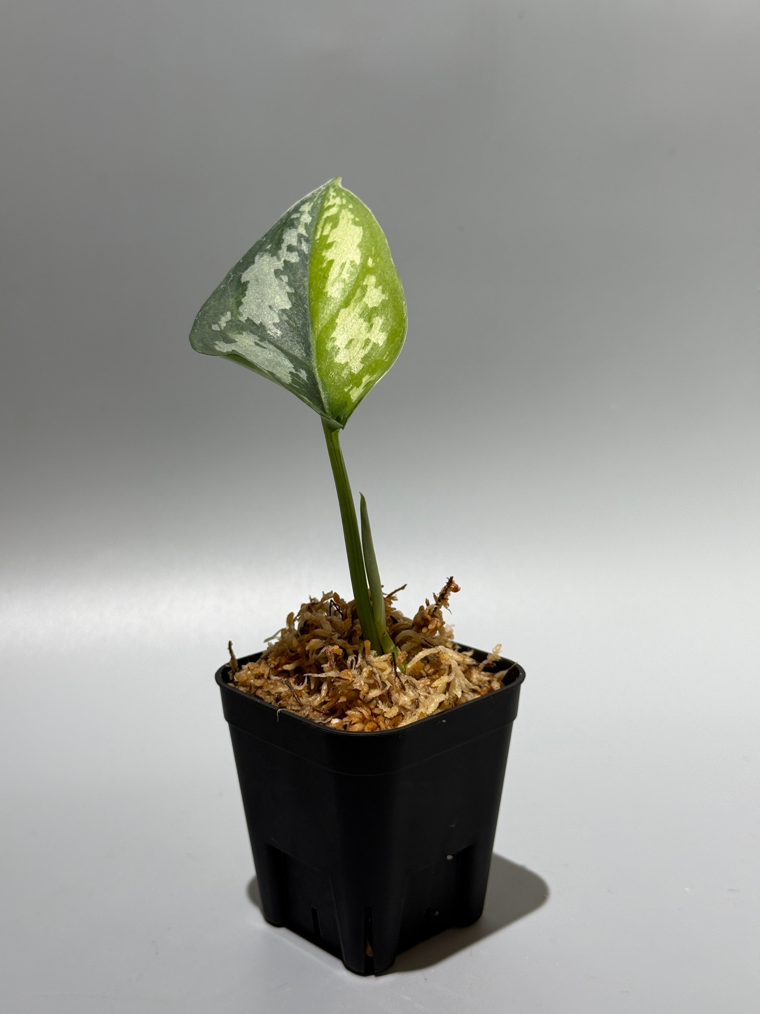 Nakayama Plants公式オンラインストア｜スキンダプサス専門店
