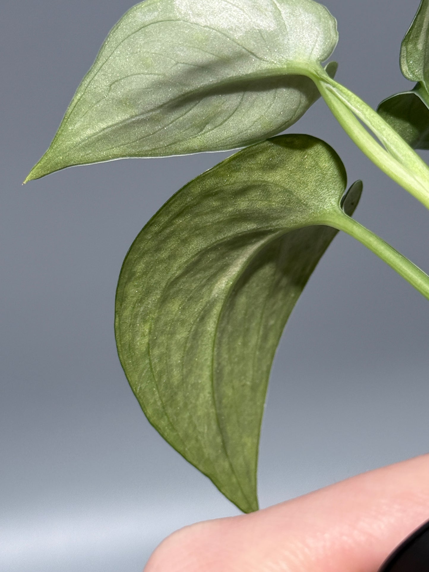 スキンダプサス レオパード / Scindapsus Leopard (2)