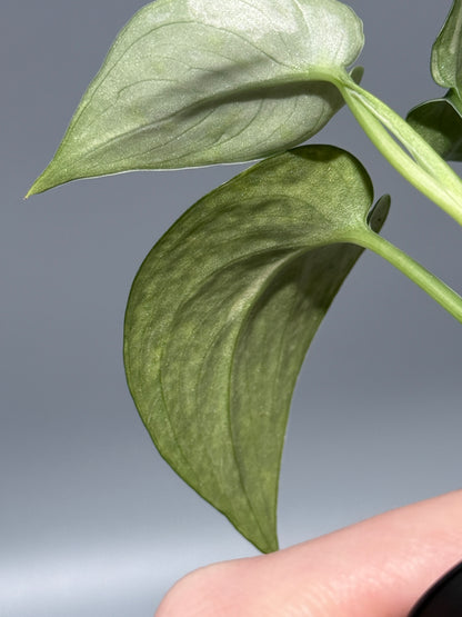 スキンダプサス レオパード / Scindapsus Leopard (2)