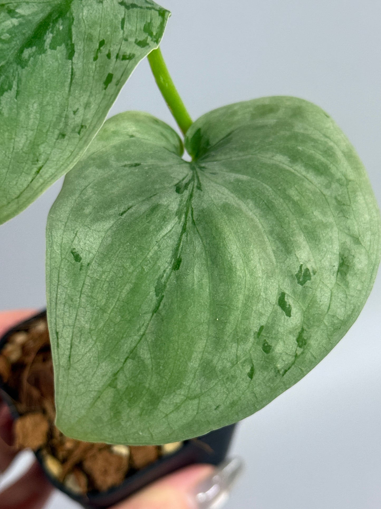 スキンダプサス sp.ジャンビ / Scindapsus sp.jambi (2)