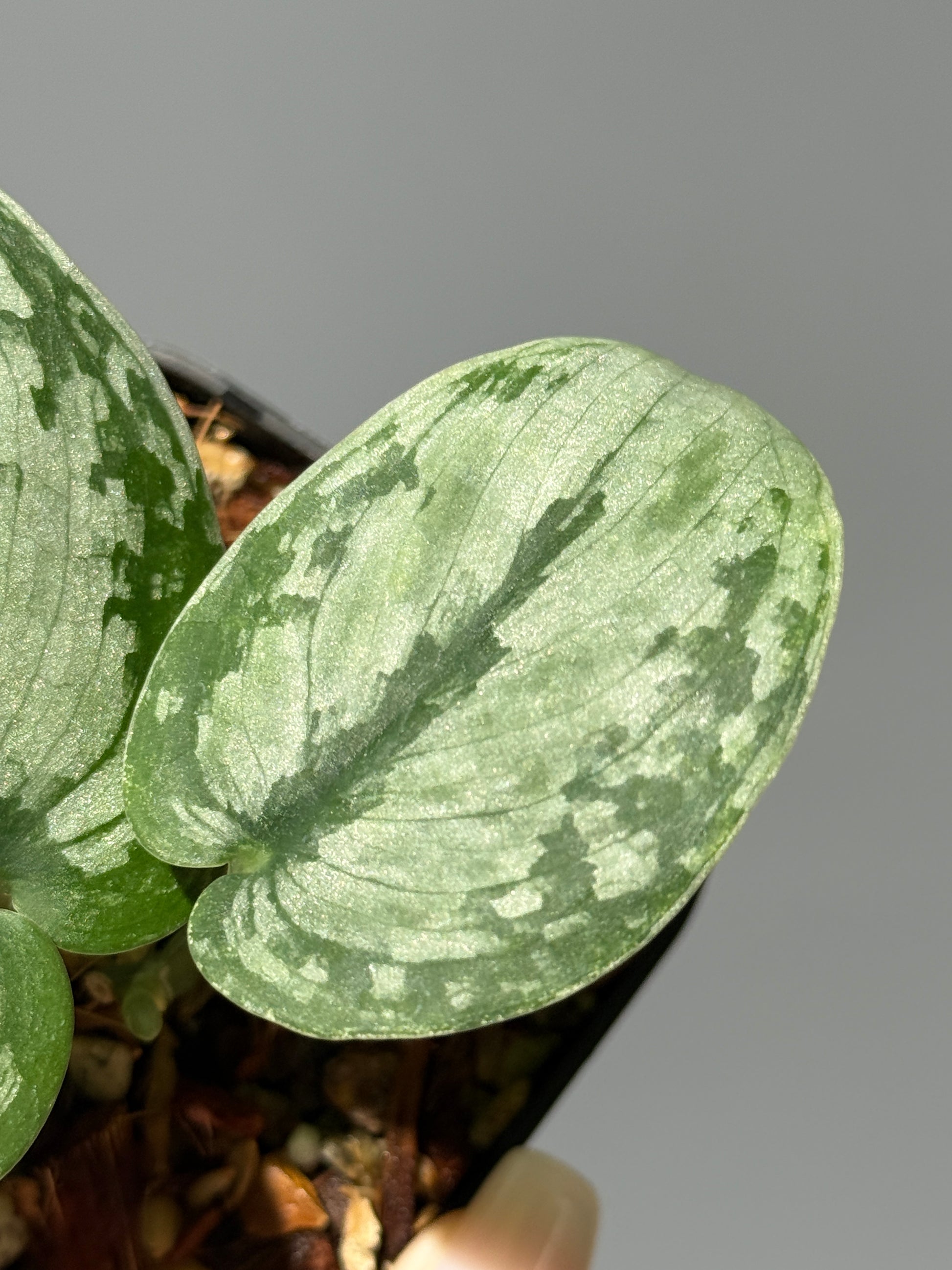 スキンダプサス ドラヤキ / Scindapsus Dorayaki (1)