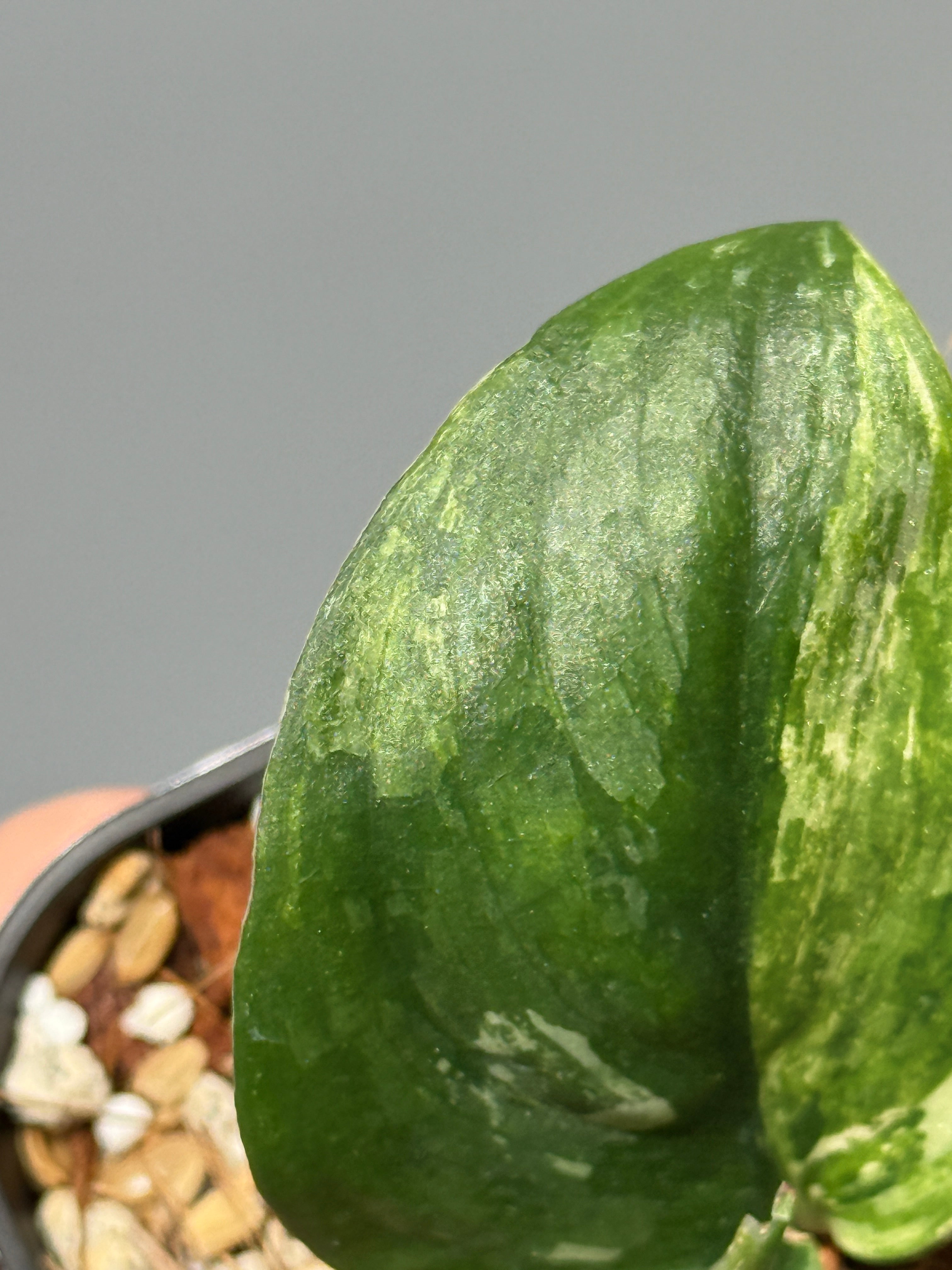 All Plants – Page 2 – Nakayama-Plants