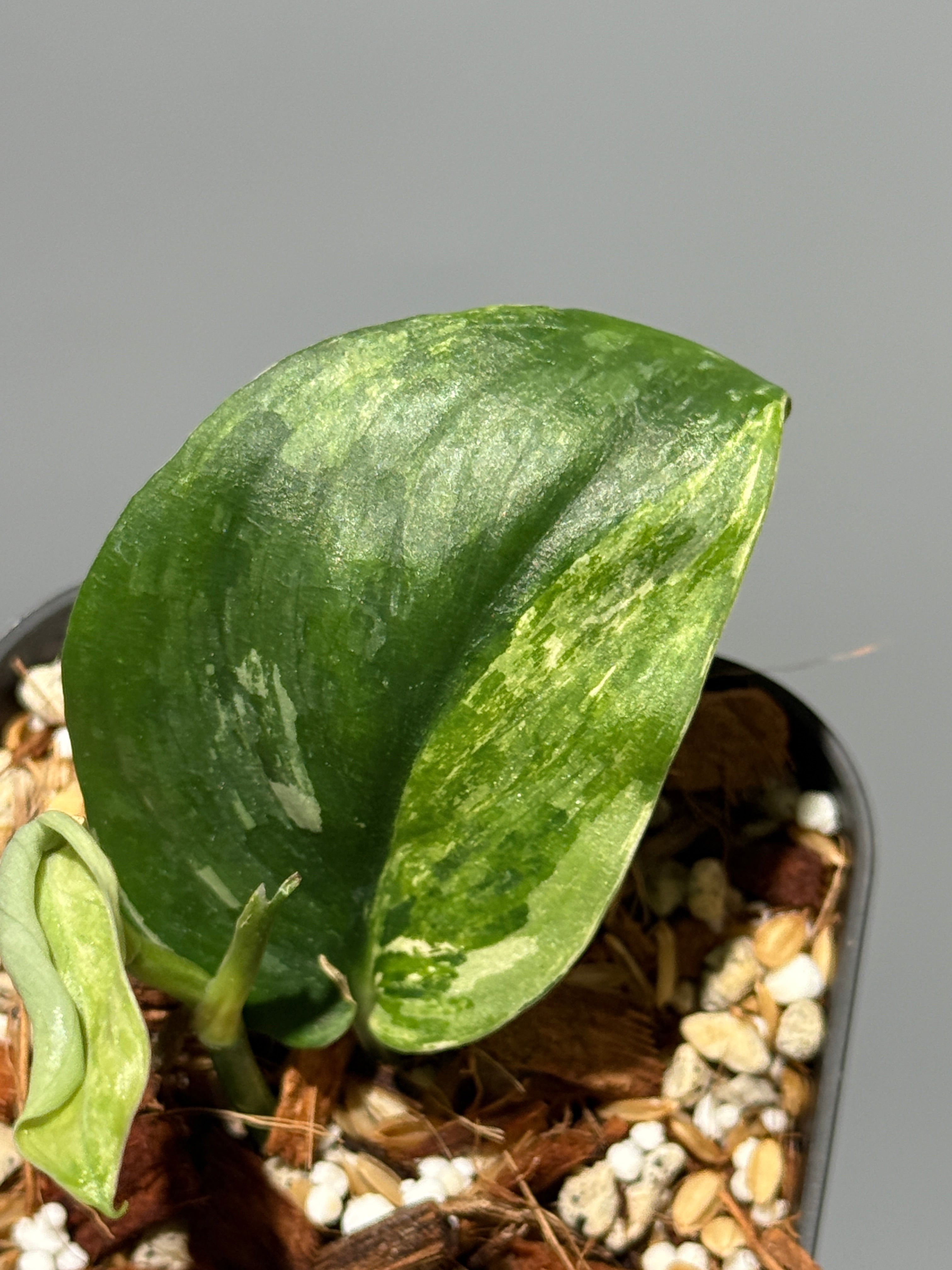 All Plants – Page 2 – Nakayama-Plants
