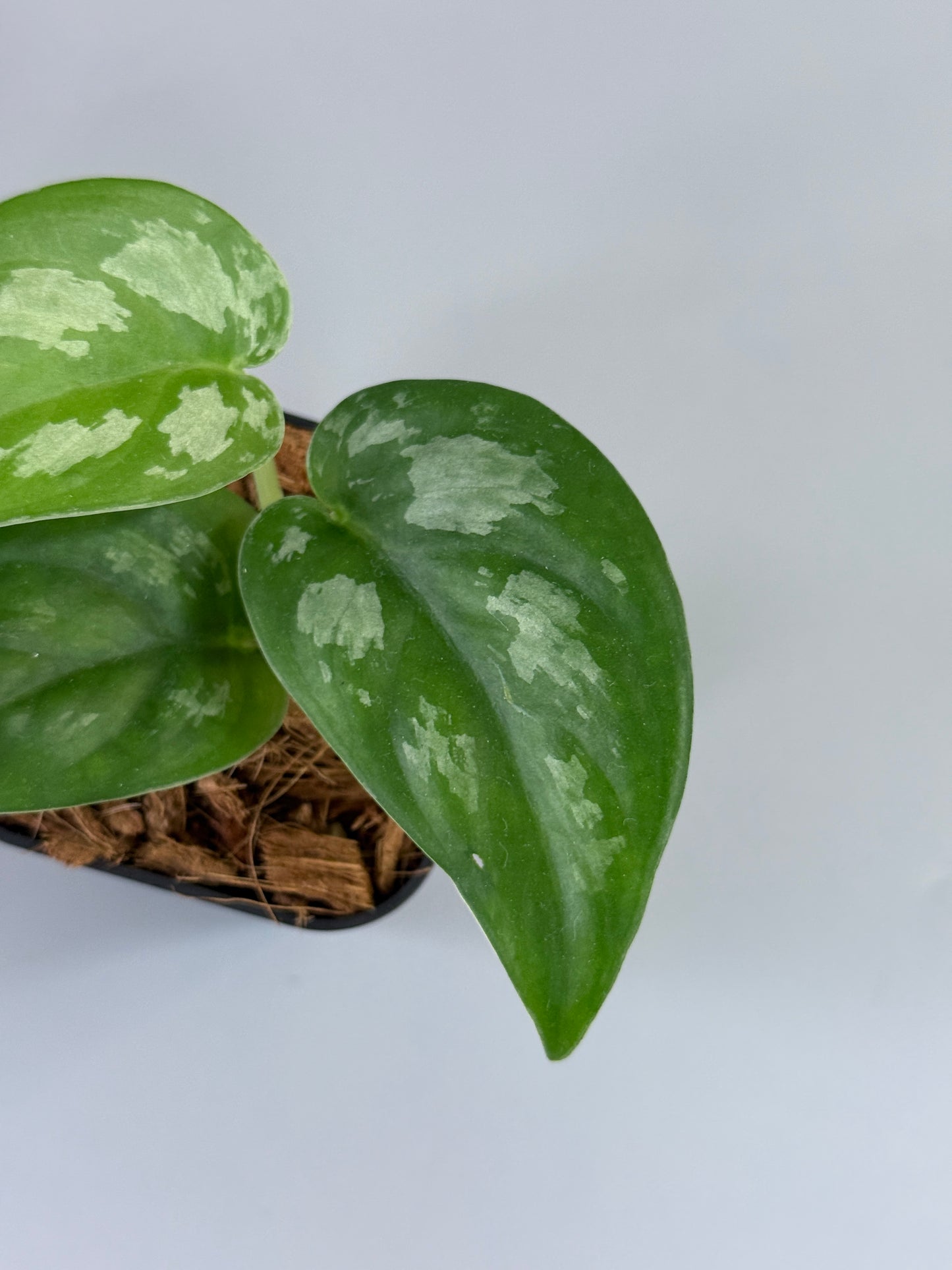 スキンダプサス エキゾチカ グローシ sp.サラワク / Scindapsus exotica glosy sp.serawak (3)