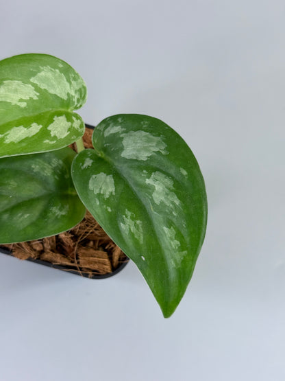 スキンダプサス エキゾチカ グローシ sp.サラワク / Scindapsus exotica glosy sp.serawak (3)