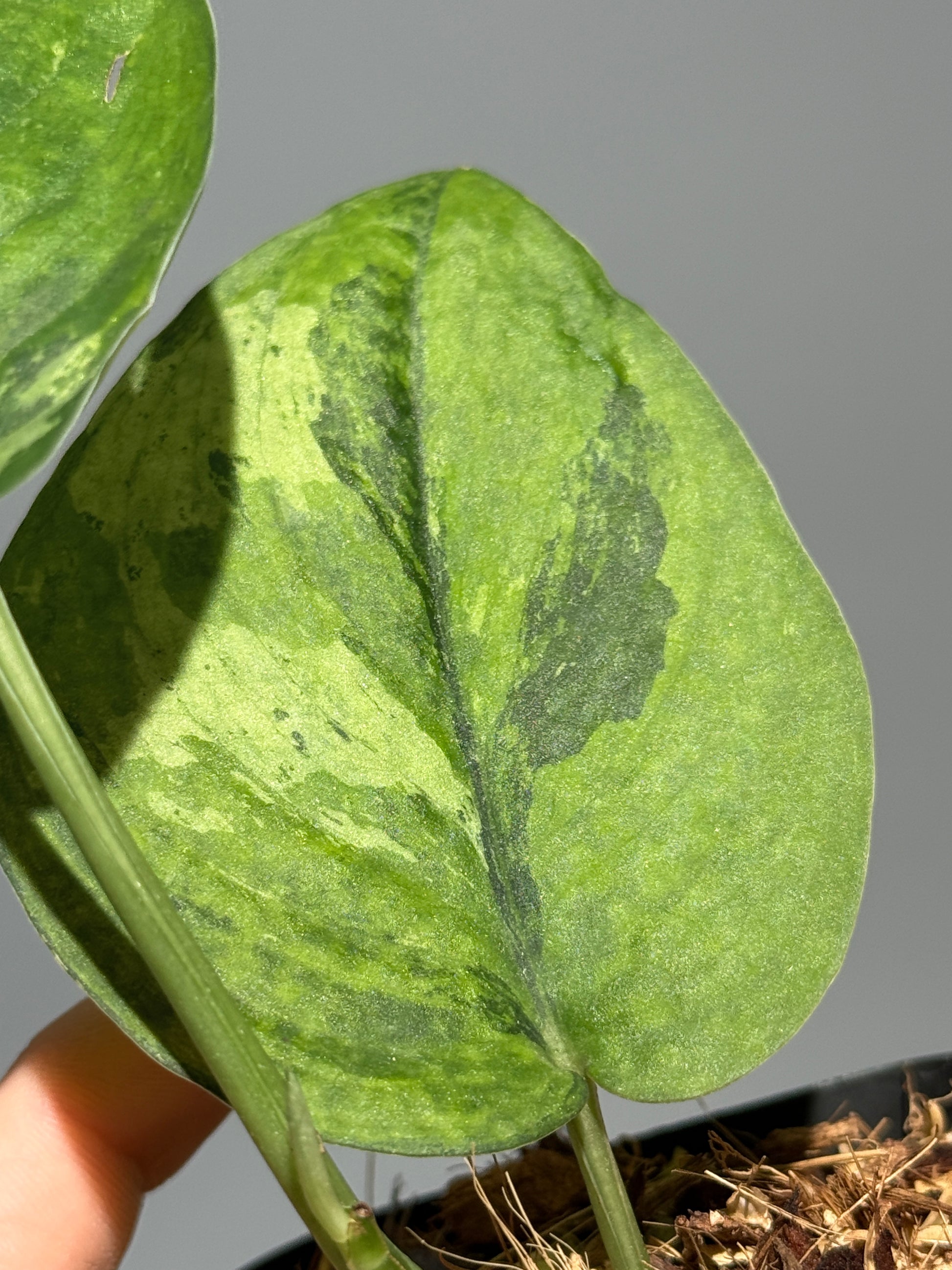 スキンダプサス レオパード グリーンオングリーン / Scindapsus Leopard GOG (1)