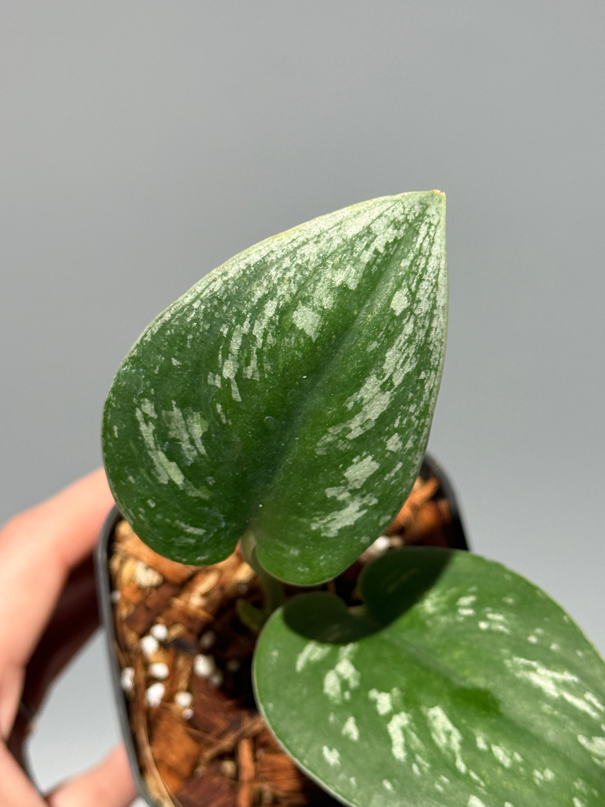 スキンダプサス  Sp.カリマンタン / Scindapsus Sp.Kalimantan (2)
