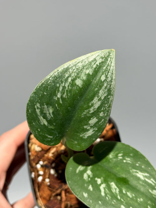 スキンダプサス  Sp.カリマンタン / Scindapsus Sp.Kalimantan (2)