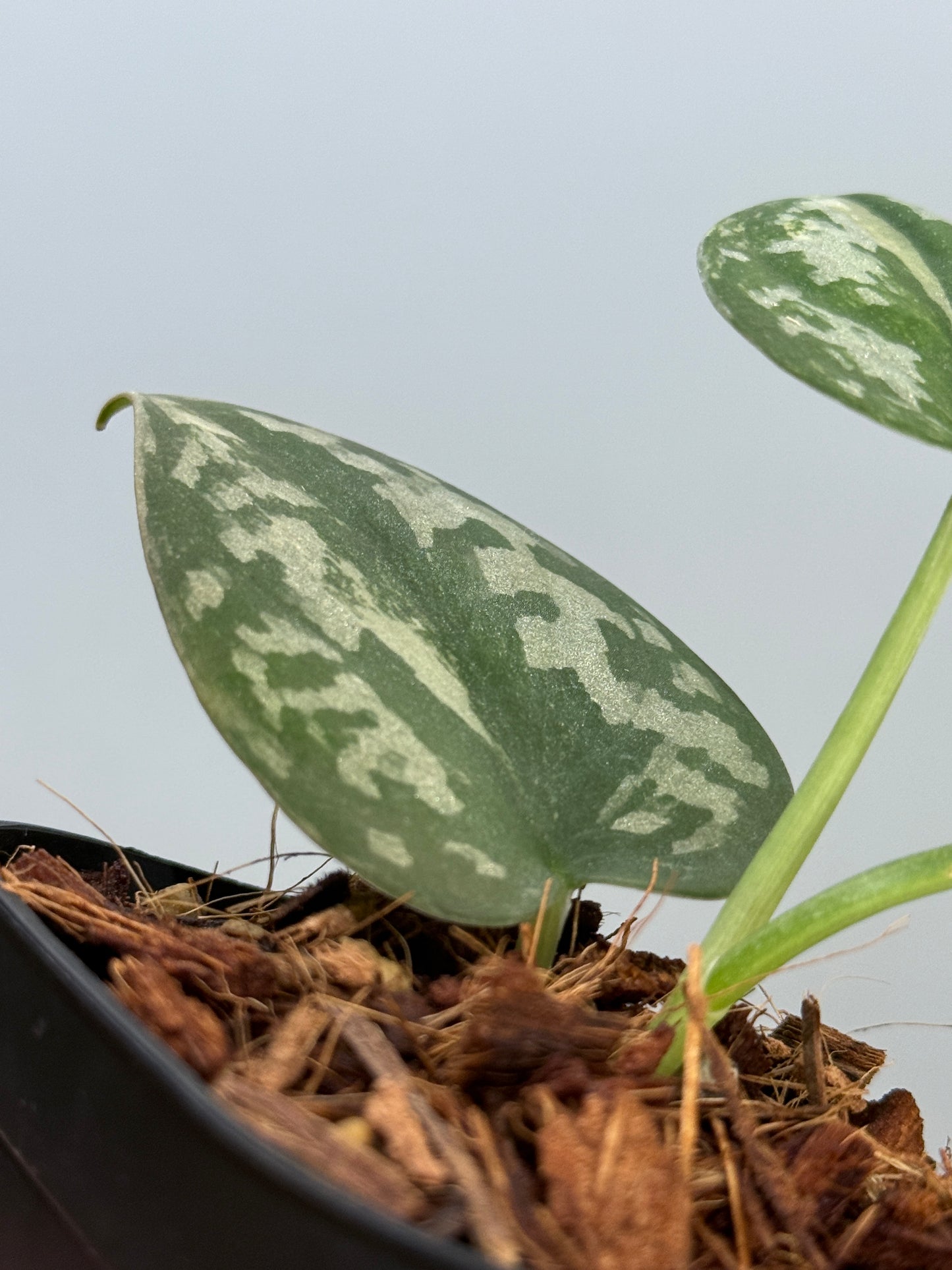 スキンダプサス バクダパティ / Scindapsus bakudapati (4)