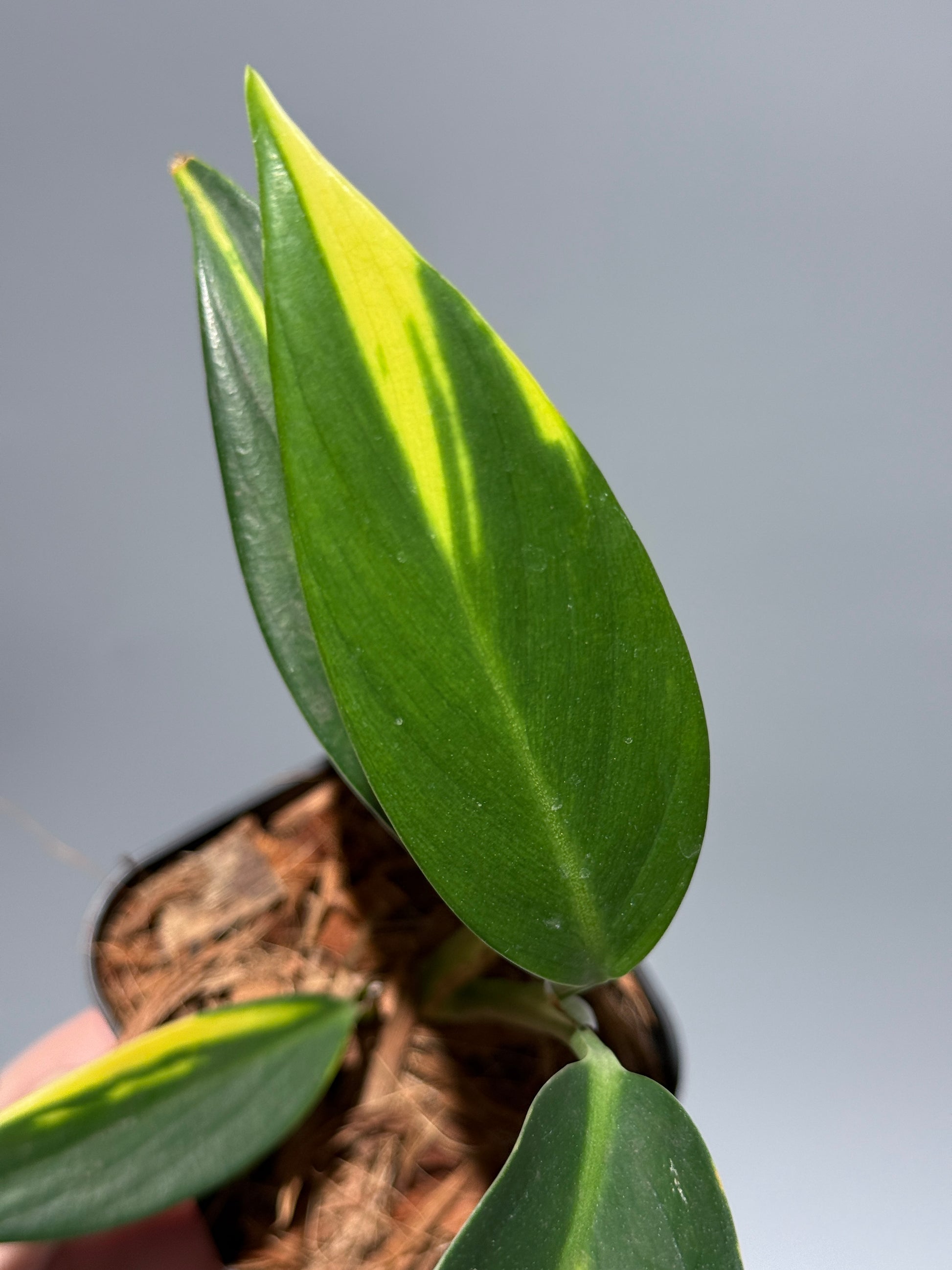 スキンダプサス コリアセウス イエロー / Scindapsus coriaceus yellow (1)