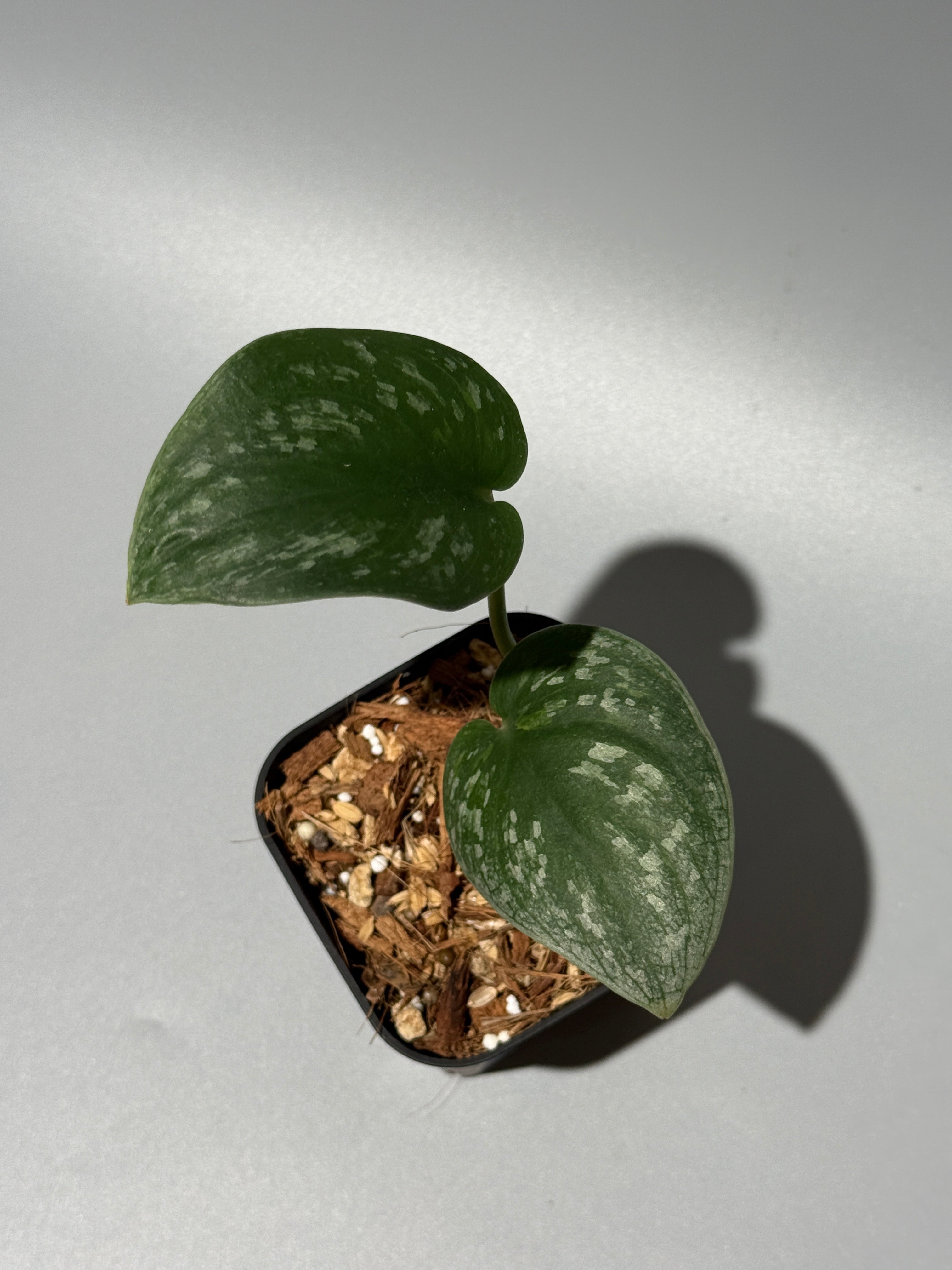 スキンダプサス Sp.カリマンタン / Scindapsus Sp.Kalimantan (1