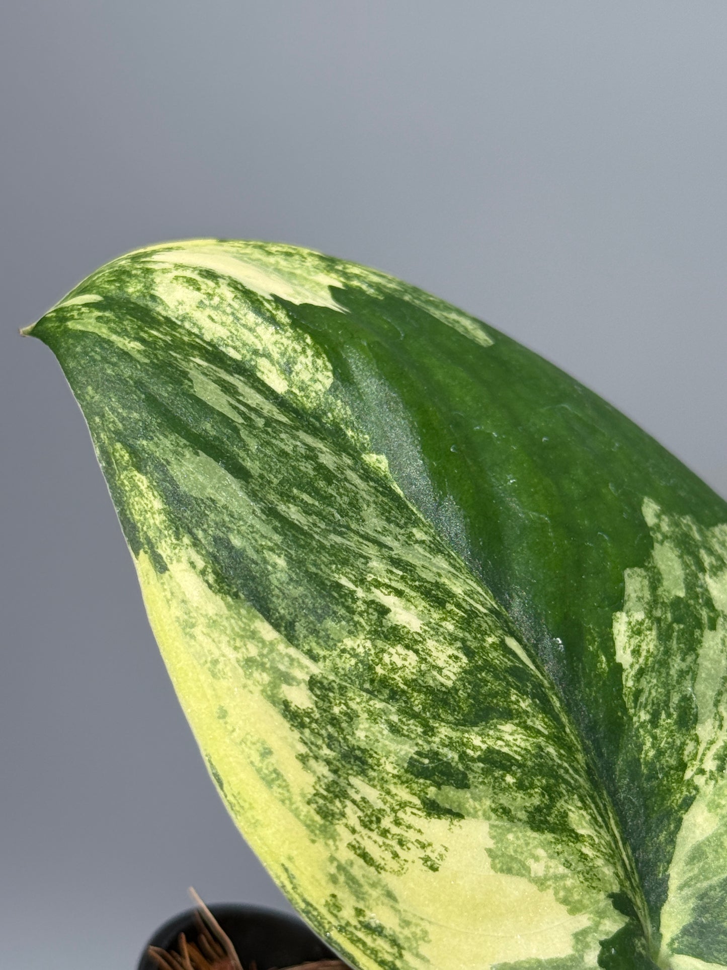 スキンダプサス ジェイドサテン オーレア  / Scindapsus jadesatin aurea (2)