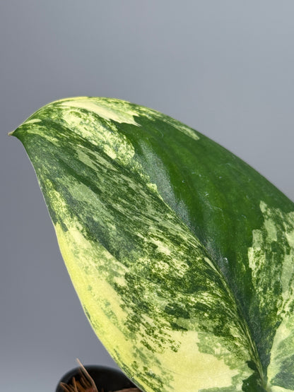 スキンダプサス ジェイドサテン オーレア  / Scindapsus jadesatin aurea (2)