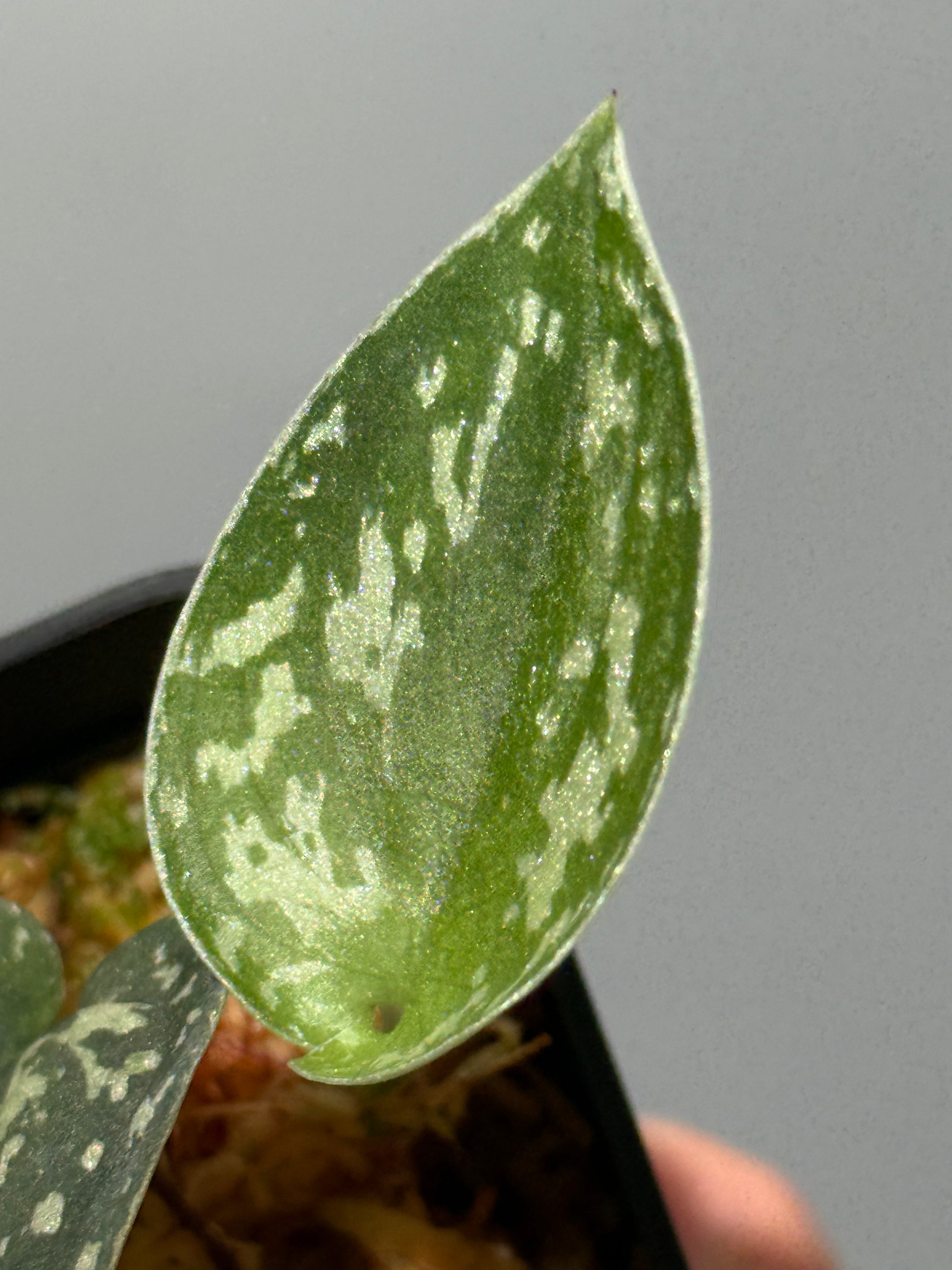 スキンダプサス トリカラー ダーク / Scindapsus Tricolor dark (1)