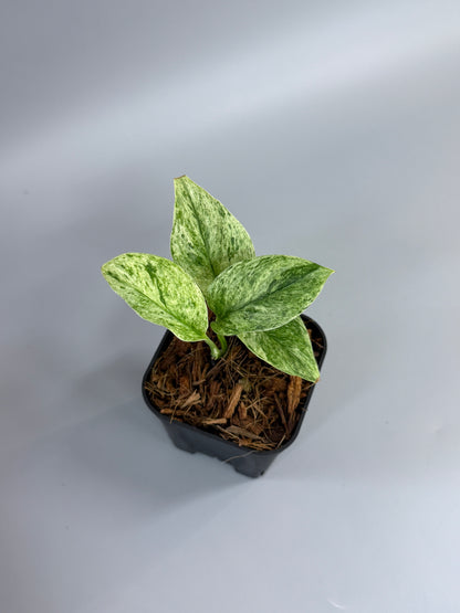 スキンダプサス トレビー マーブル  / Scindapsus treubii marble  (3)