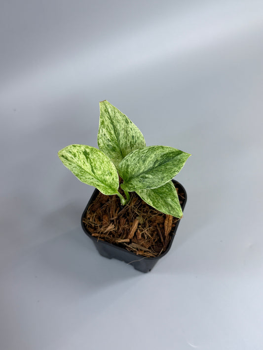 スキンダプサス トレビー マーブル  / Scindapsus treubii marble  (3)