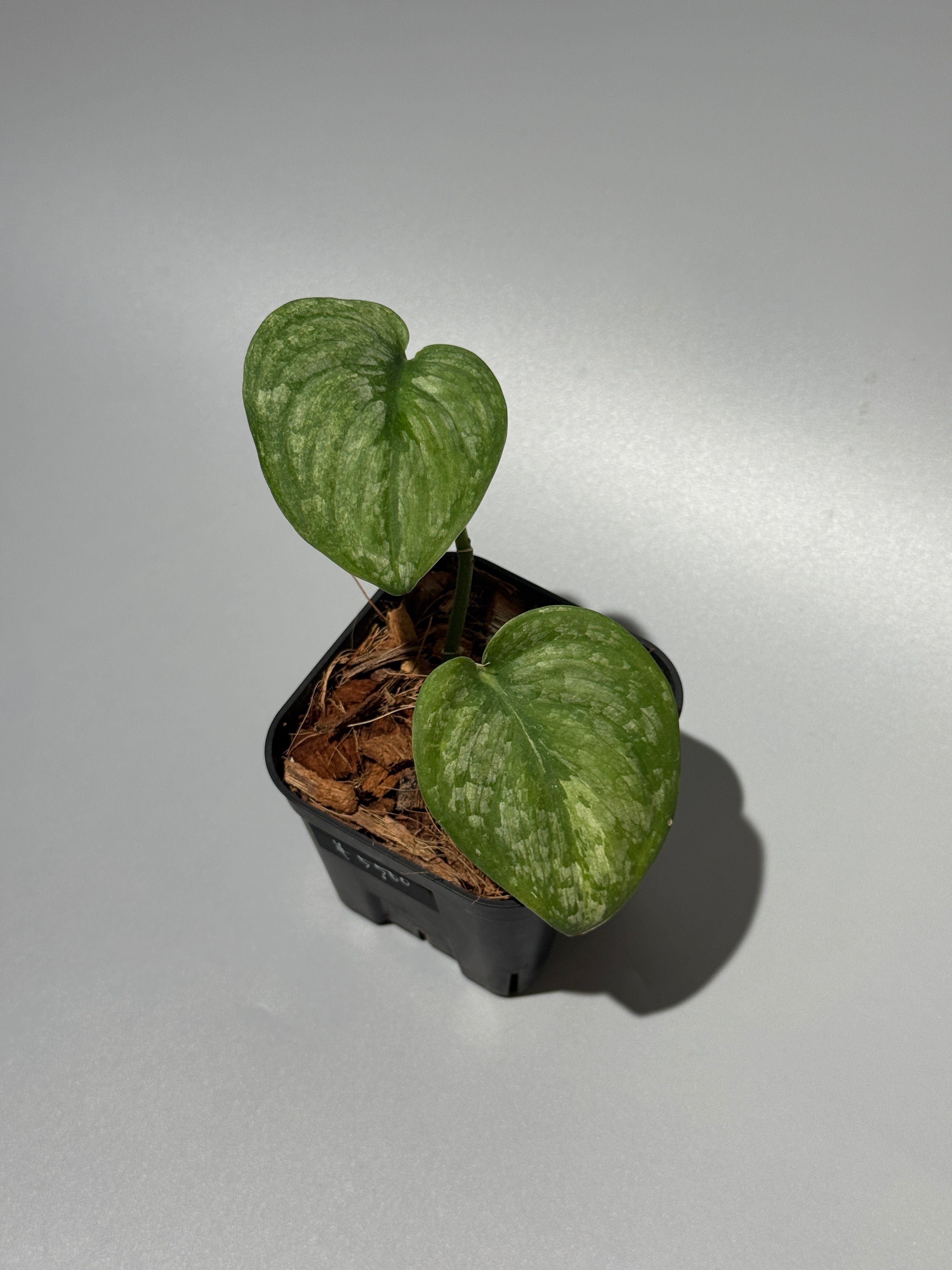 All Plants – Page 2 – Nakayama-Plants