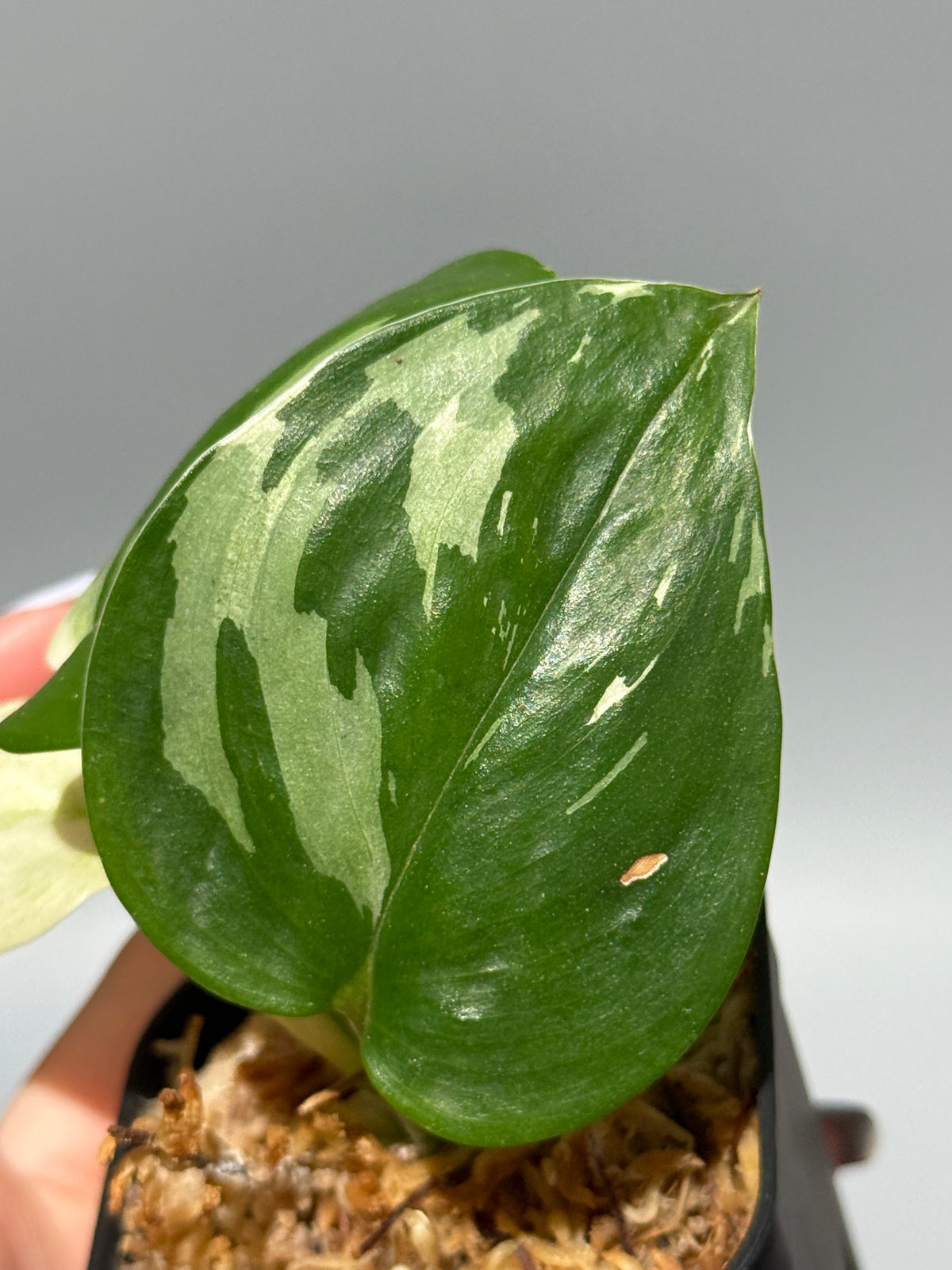 スキンダプサス トレビー ムーンライト 斑入り  / Scindapsus treubii moonlight var. (1)