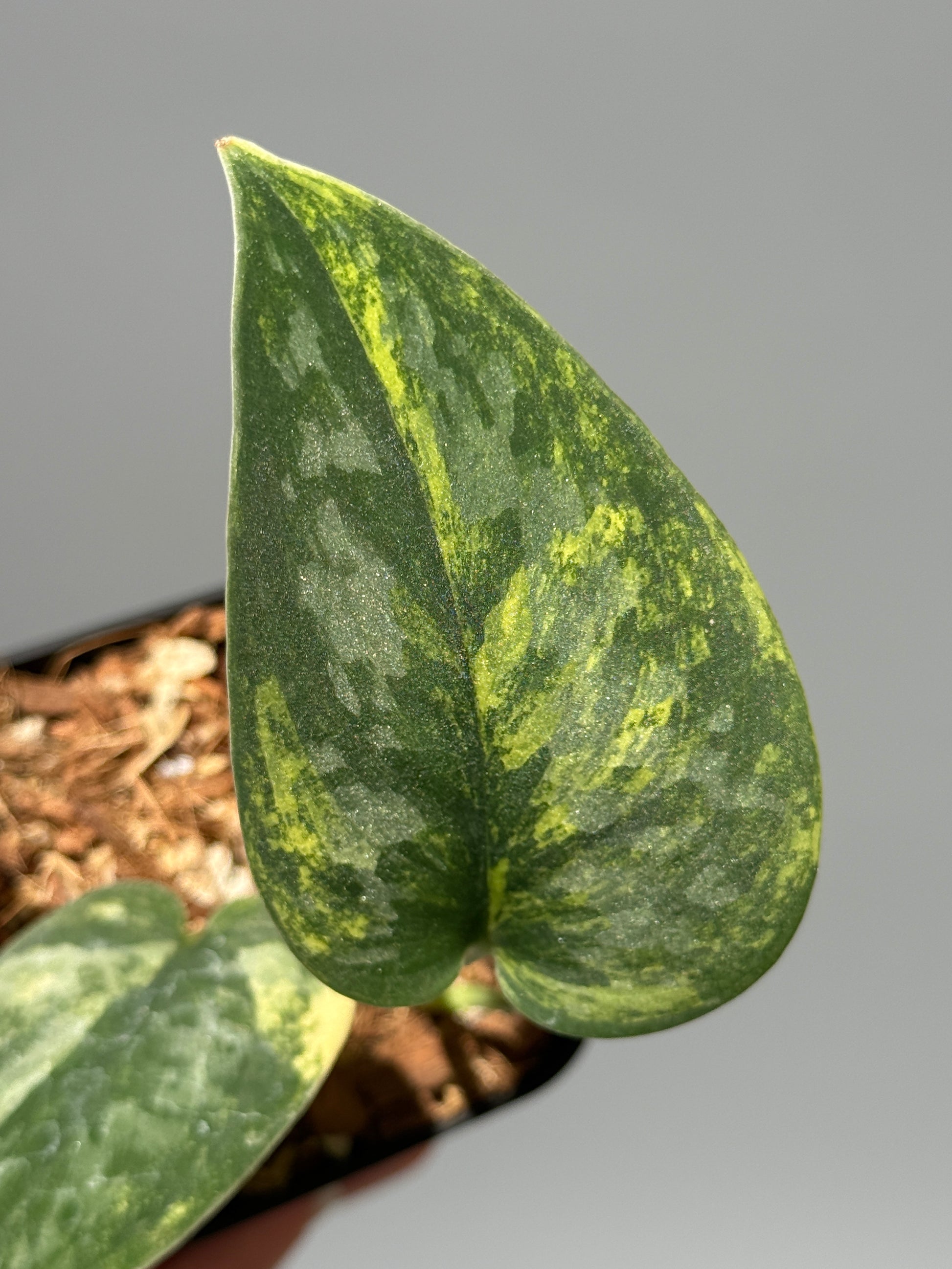 スキンダプサス グリーン ダイヤモンド / Scindapsus Green diamond (1)