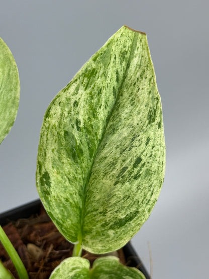 スキンダプサス トレビー マーブル  / Scindapsus treubii marble  (3)