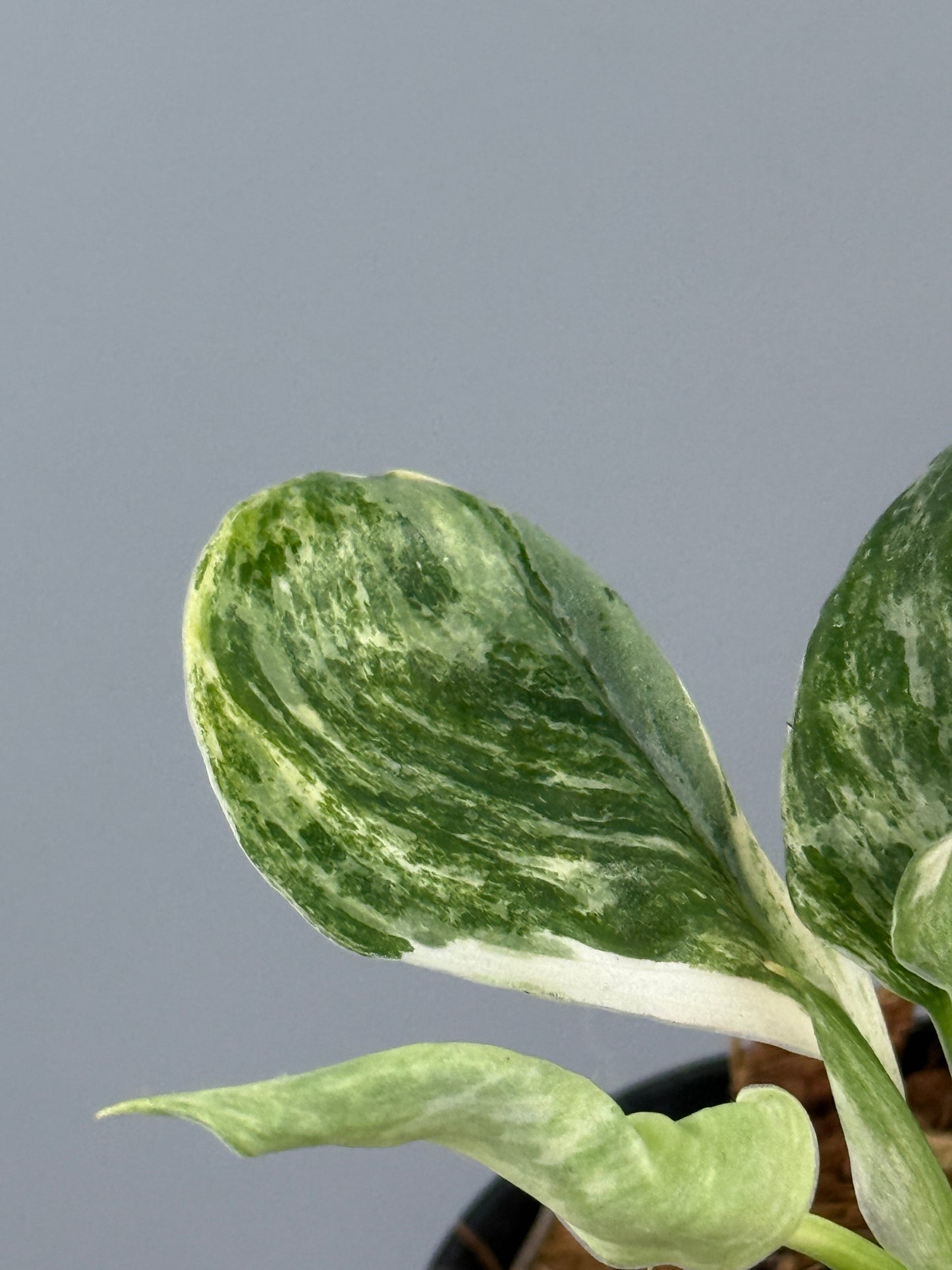 スキンダプサス トレビー マーブル  / Scindapsus treubii marble  (2)