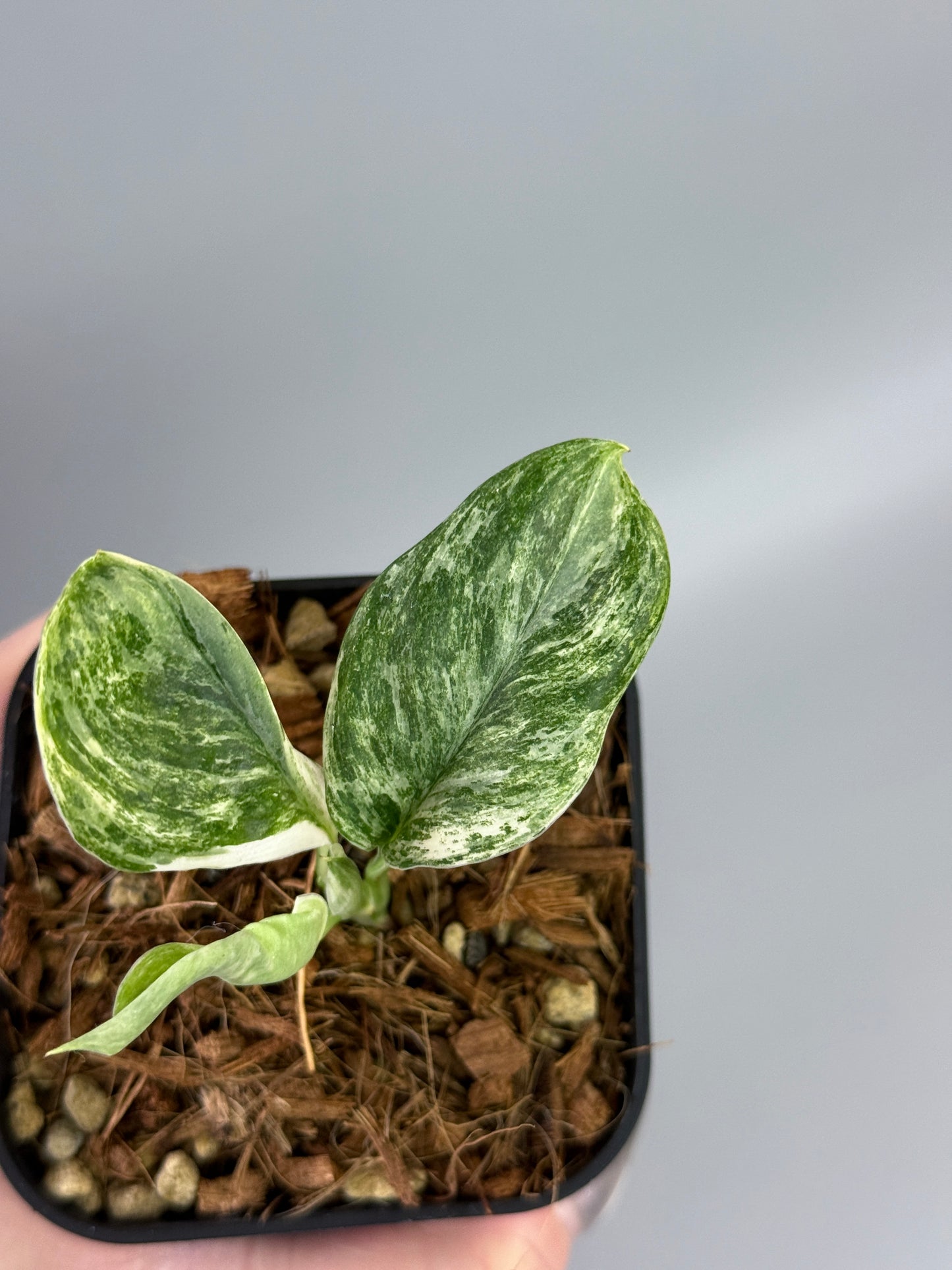 スキンダプサス トレビー マーブル  / Scindapsus treubii marble  (2)