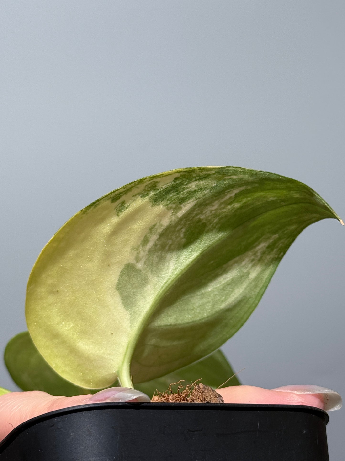 スキンダプサス ジェイドサテン オーレア  / Scindapsus jadesatin aurea (1)