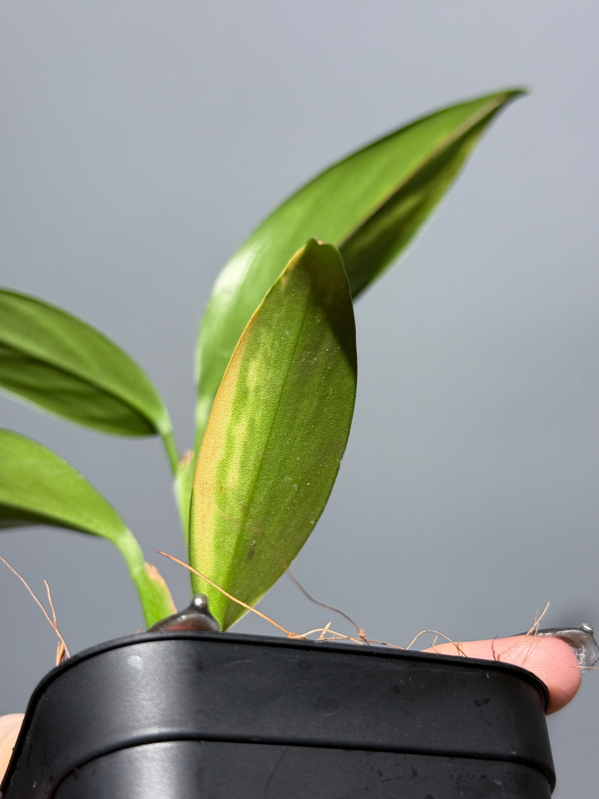 スキンダプサス コリアセウス イエロー / Scindapsus coriaceus yellow (1)