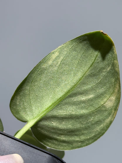 スキンダプサス レオパード グリーンオングリーン / Scindapsus Leopard GOG (1)