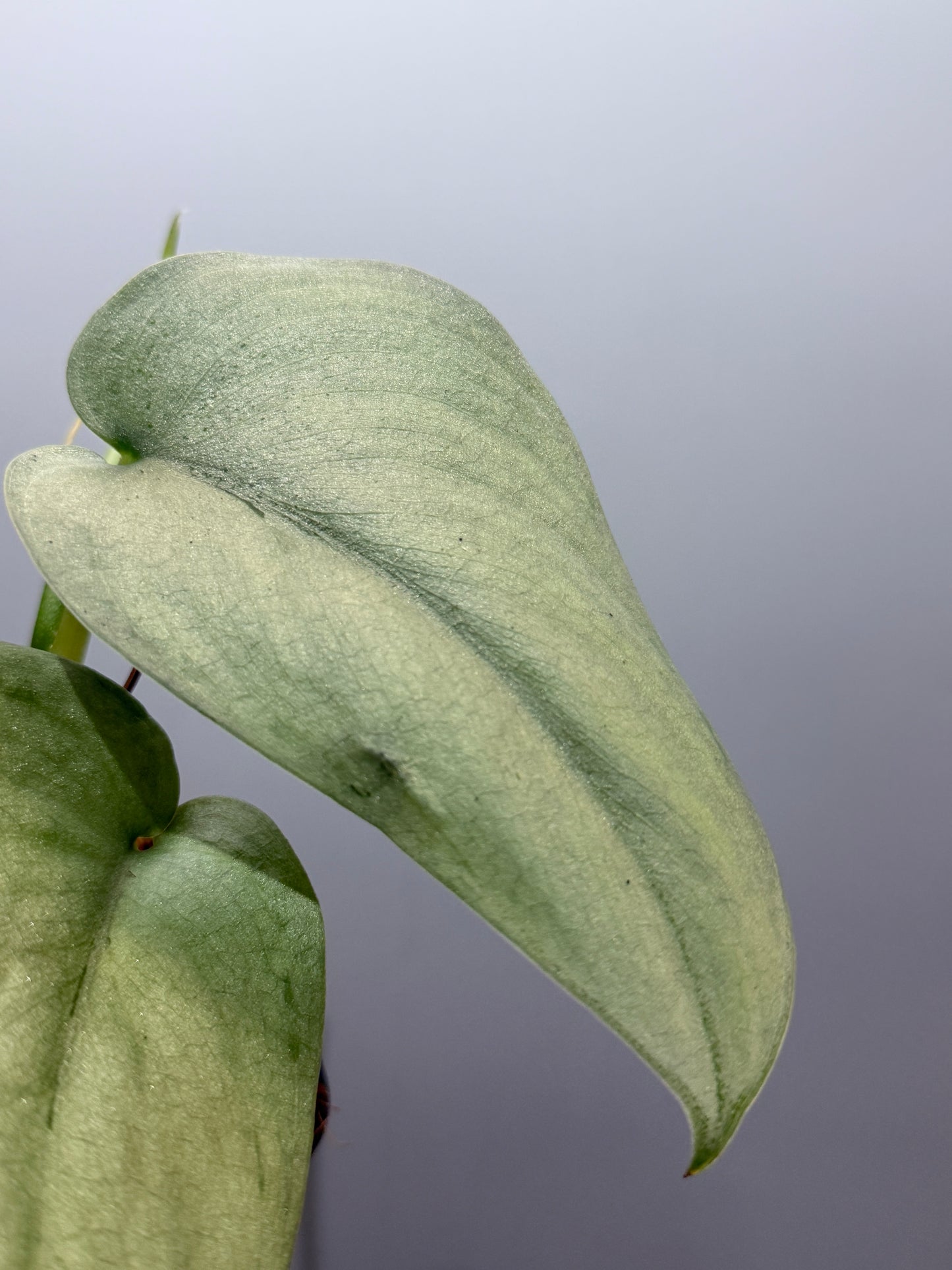 スキンダプサス エリンダ / Scindapsus Erlinda (3)