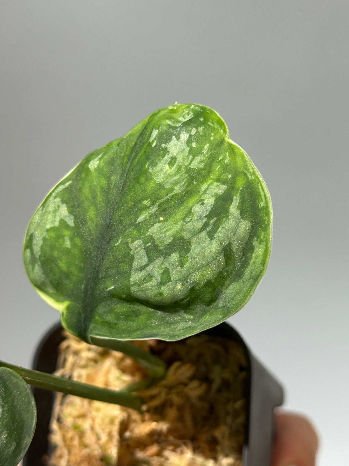 スキンダプサス イバタン  / Scindapsus Ibatan (2)