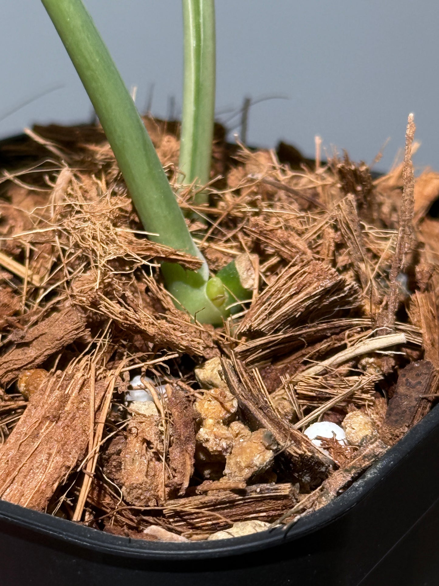 スキンダプサス ニルマラ / Scindapsus nirmala (1)